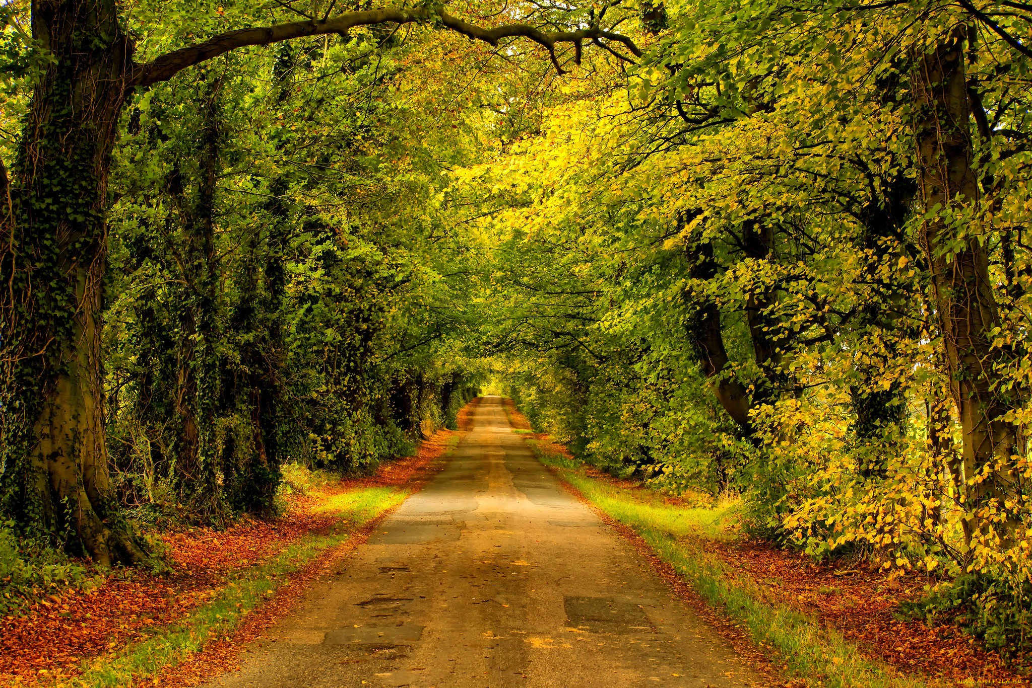 природа, дороги, forest, nature, park, trees, leaves, colorful, road, path, autumn, fall, colors, walk, листья, осень, деревья, дорога, лес, парк