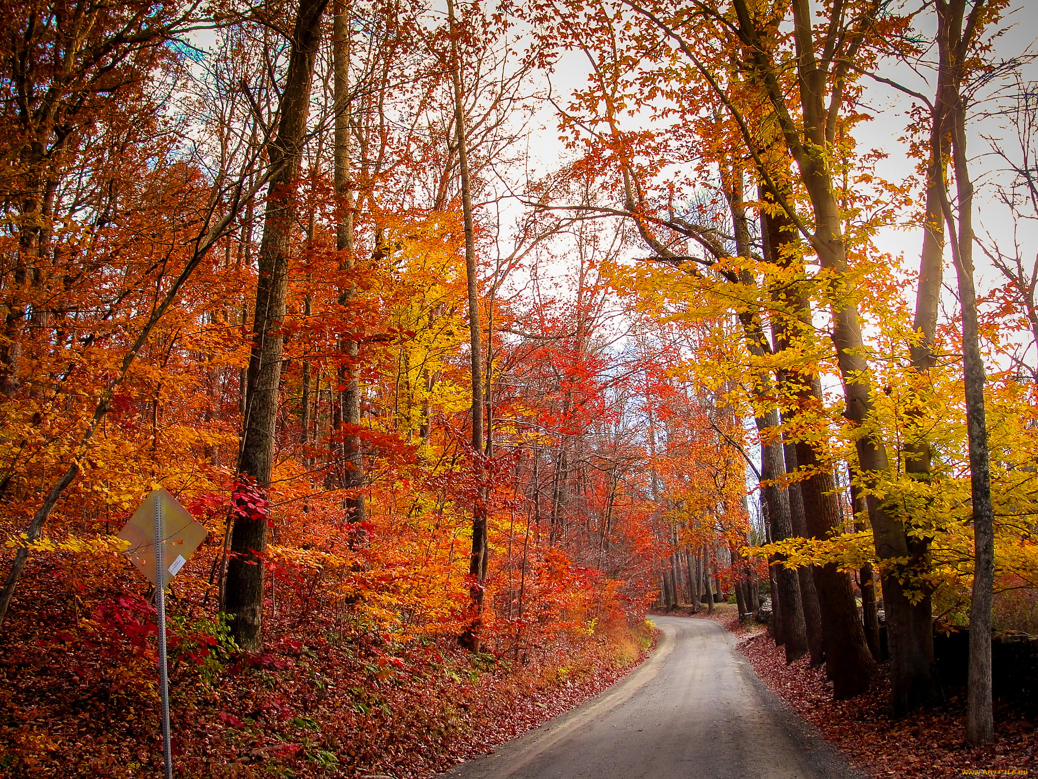 природа, дороги, лес, дорога, осень, деревья, листья