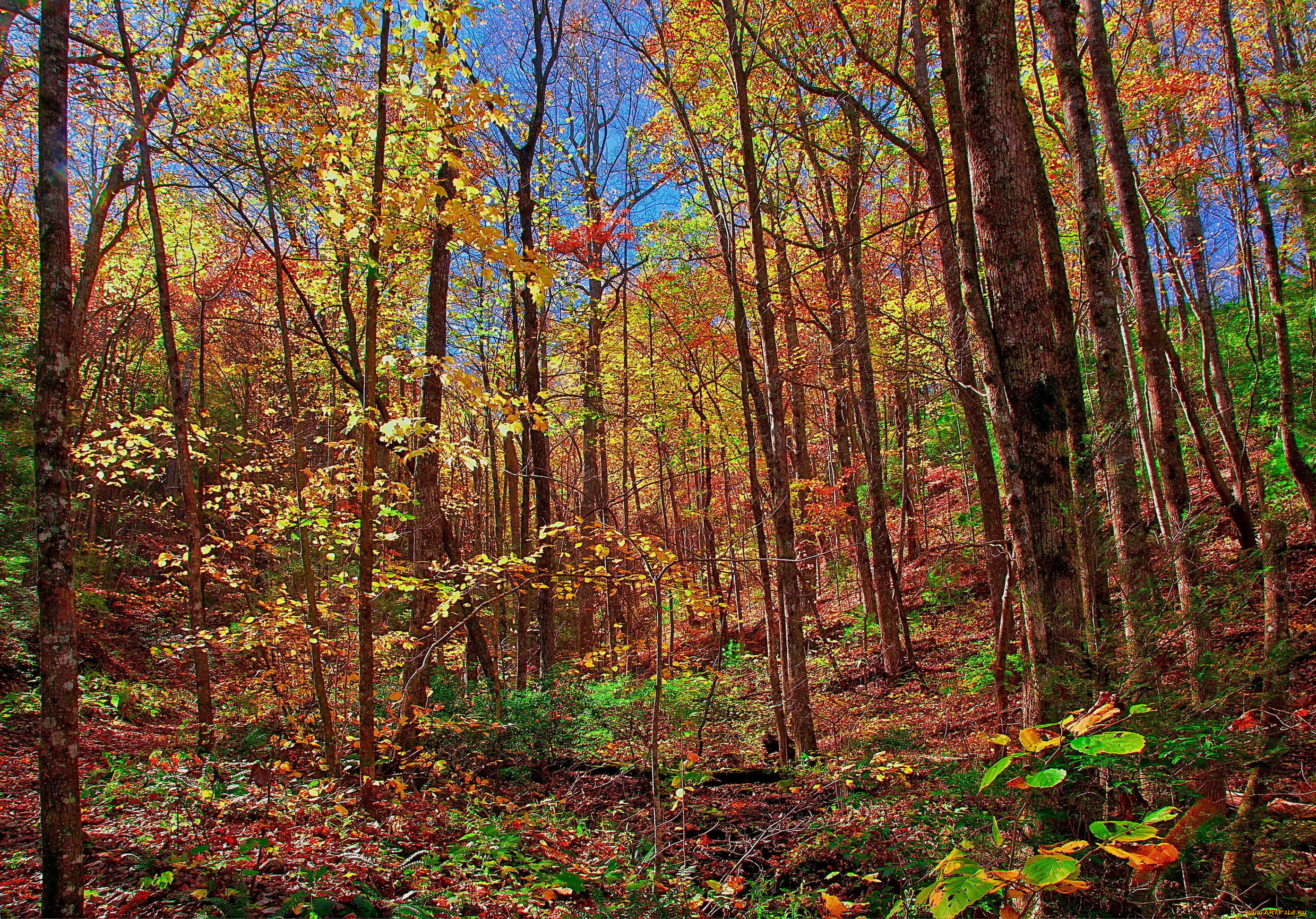 природа, лес, осень, деревья, листва