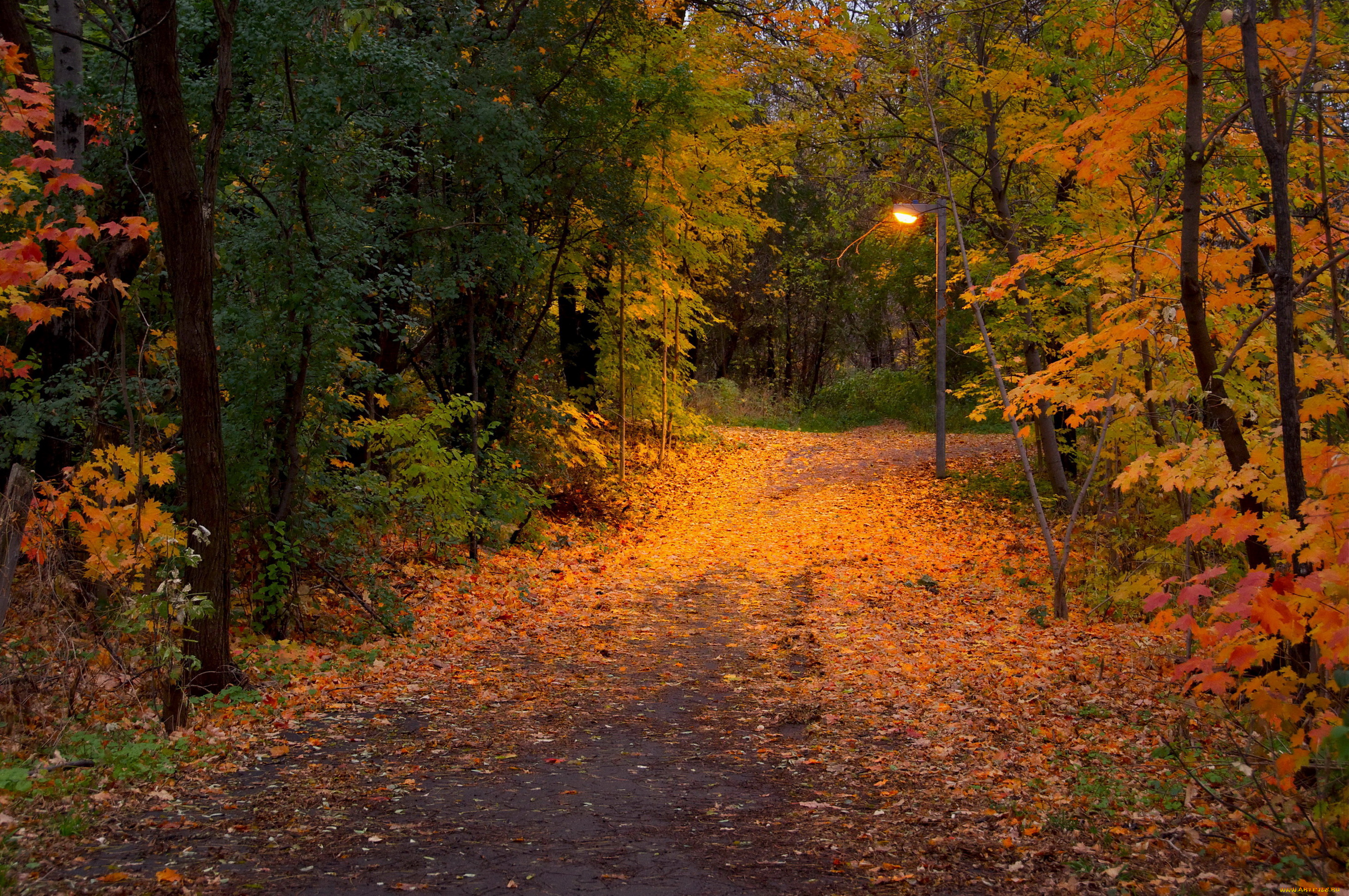 природа, дороги, лес, осень, деревья, дорога, фонарь, листья