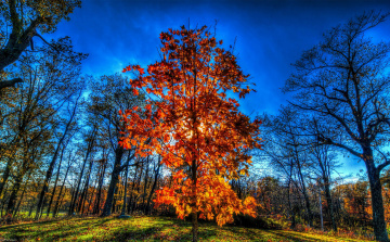Картинка природа деревья пейзаж осень небо поляна