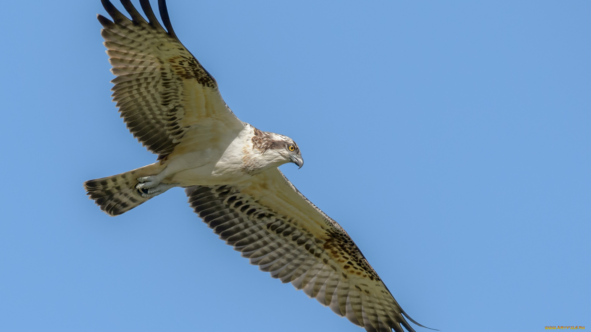 osprey, животные, птицы, -, хищники, скопа