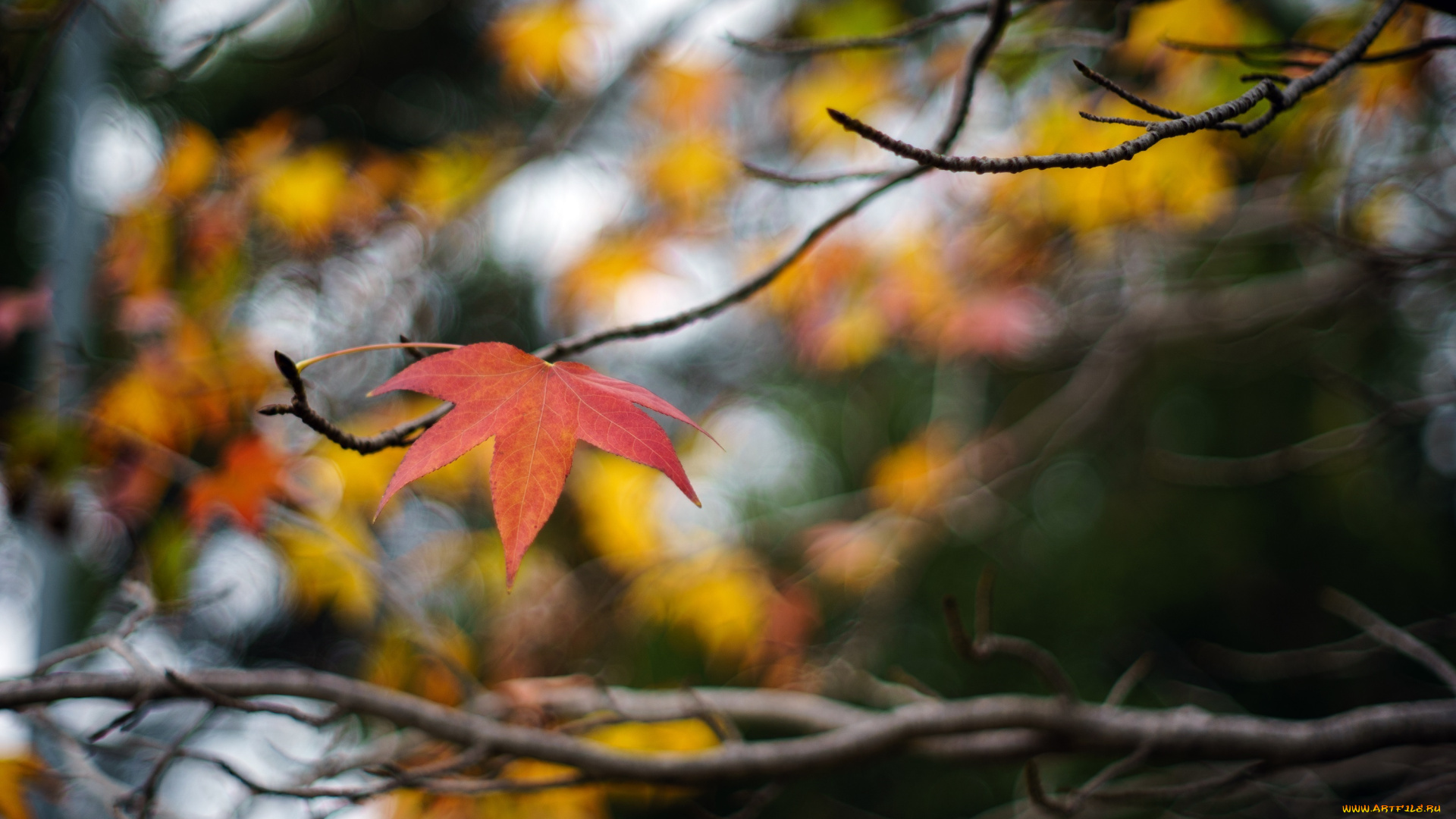 природа, листья, ветка, макро, осень