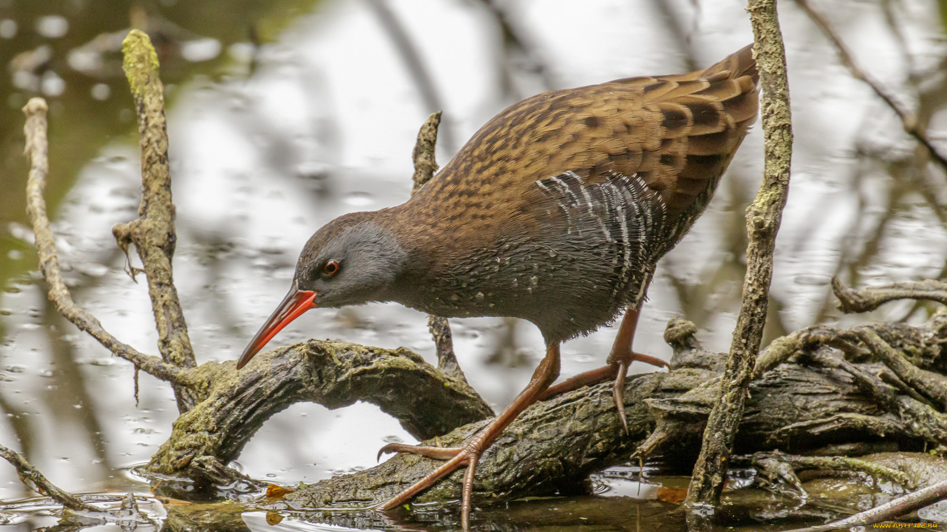 water, rail, животные, птицы, водяной, пастушок