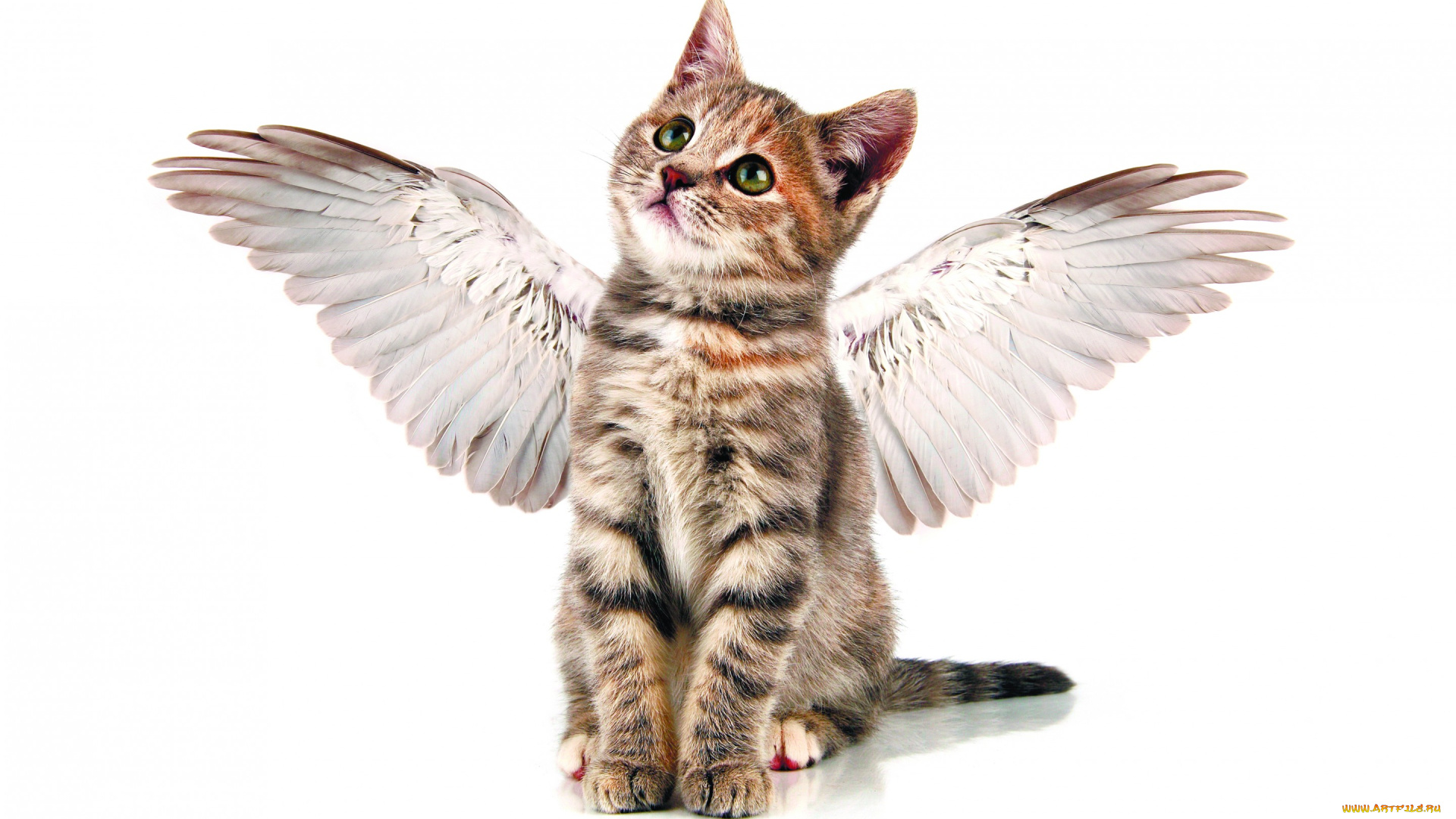 животные, коты, ангелочек, полосатый, серый, забавно, ангел, мило, кошки, котенок, крылья