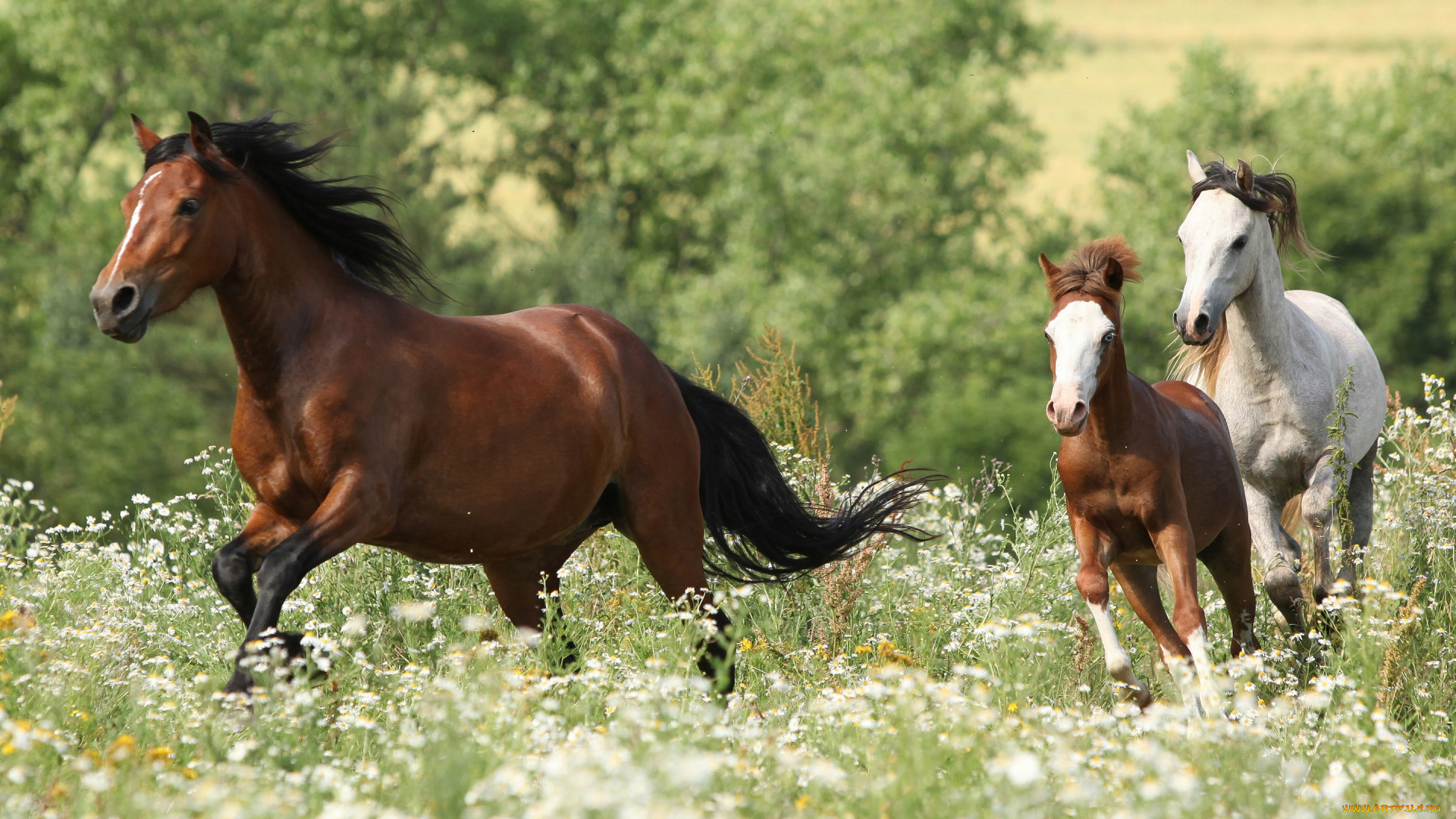животные, лошади, цветы, трое, трава, лето, кусты, три, кони, резвятся, луг, поле