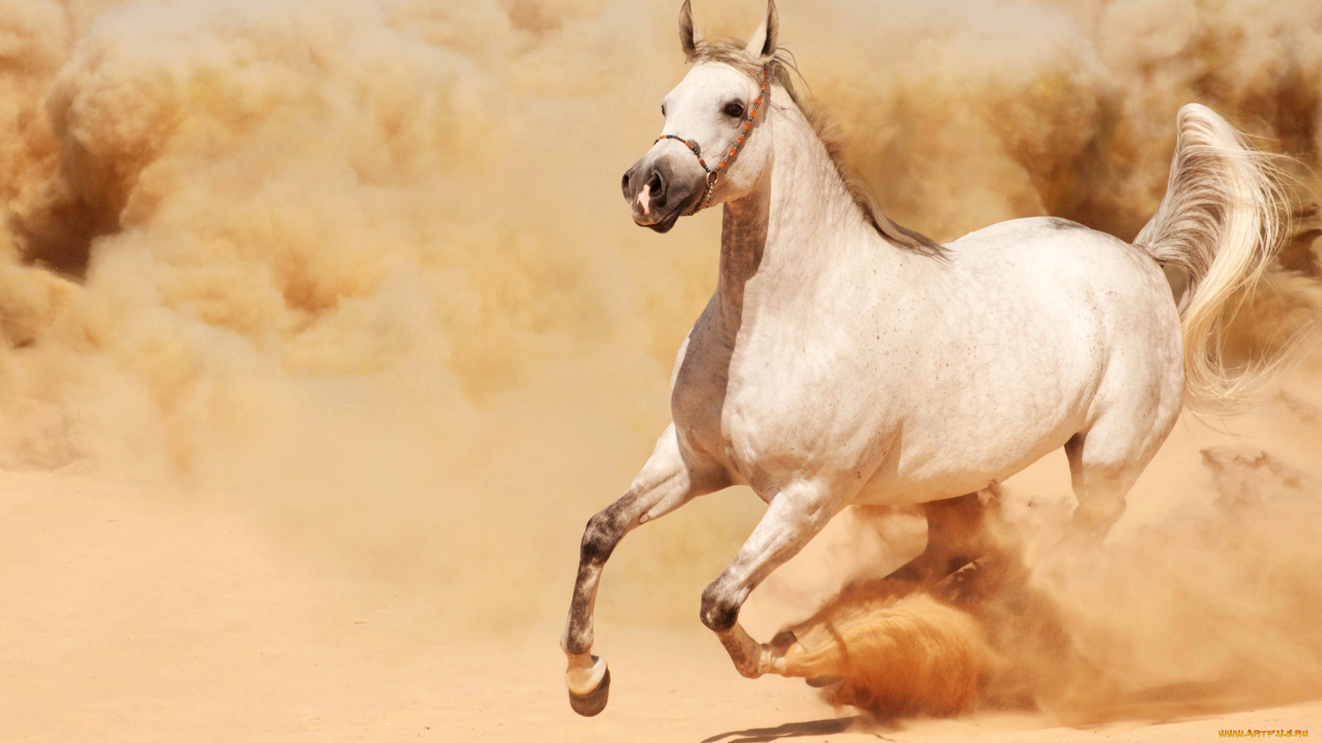 животные, лошади, песок, пыль, бег, солнце, белая, лошадь
