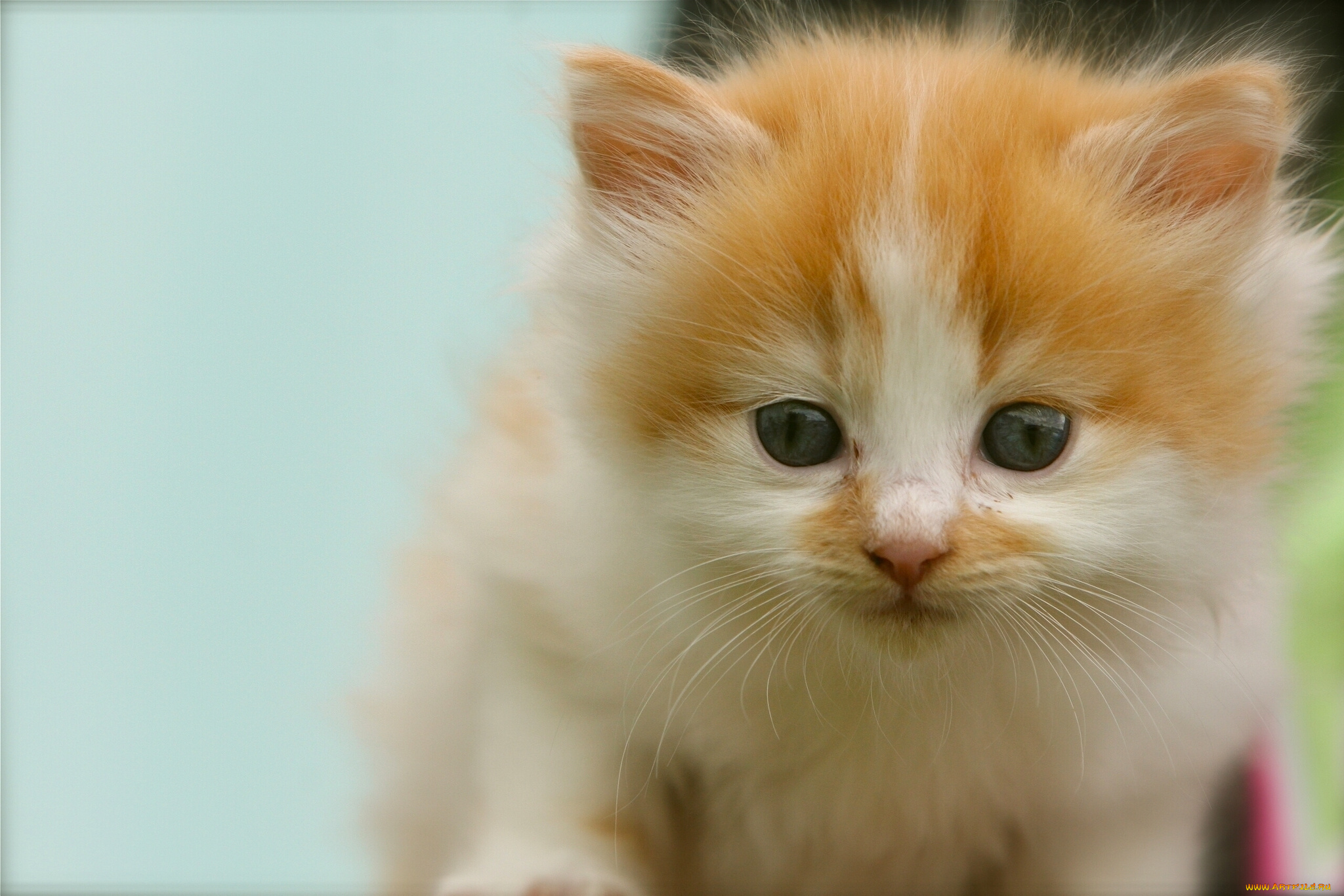 беленький кот с рыженькой мордочкой загрузить