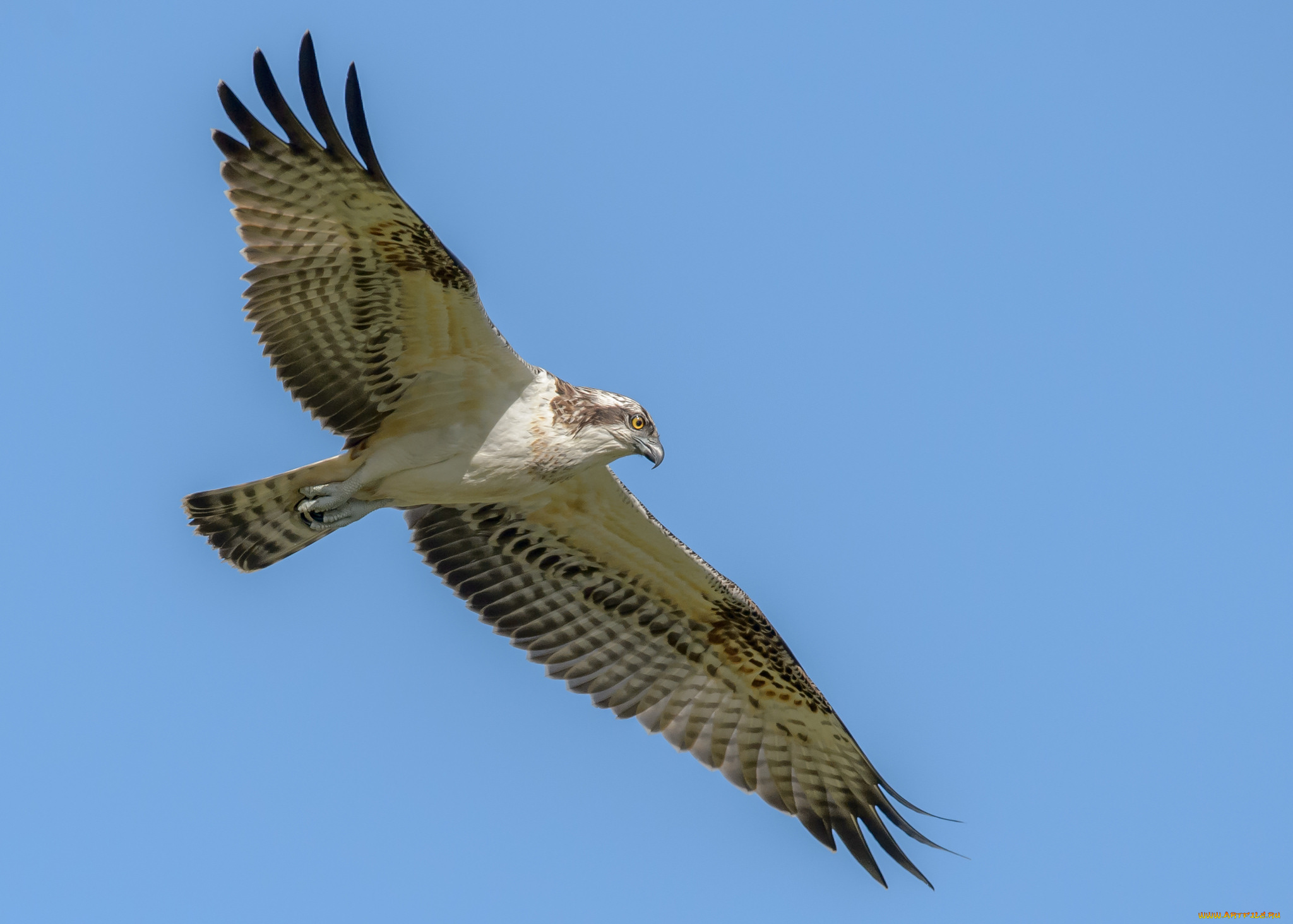 osprey, животные, птицы, -, хищники, скопа