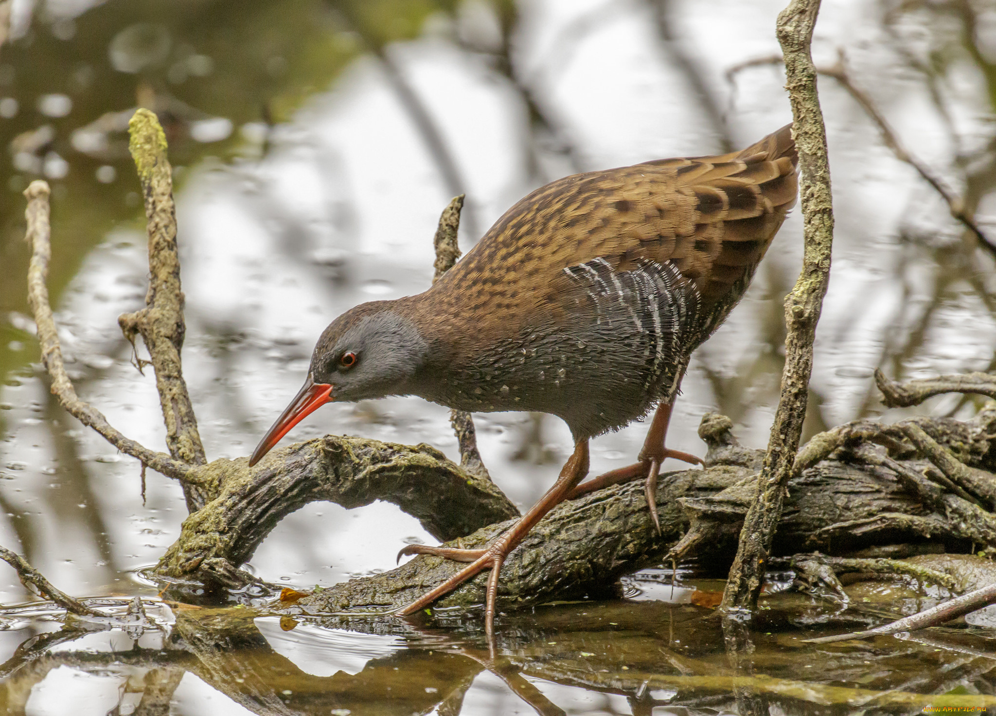 water, rail, животные, птицы, водяной, пастушок