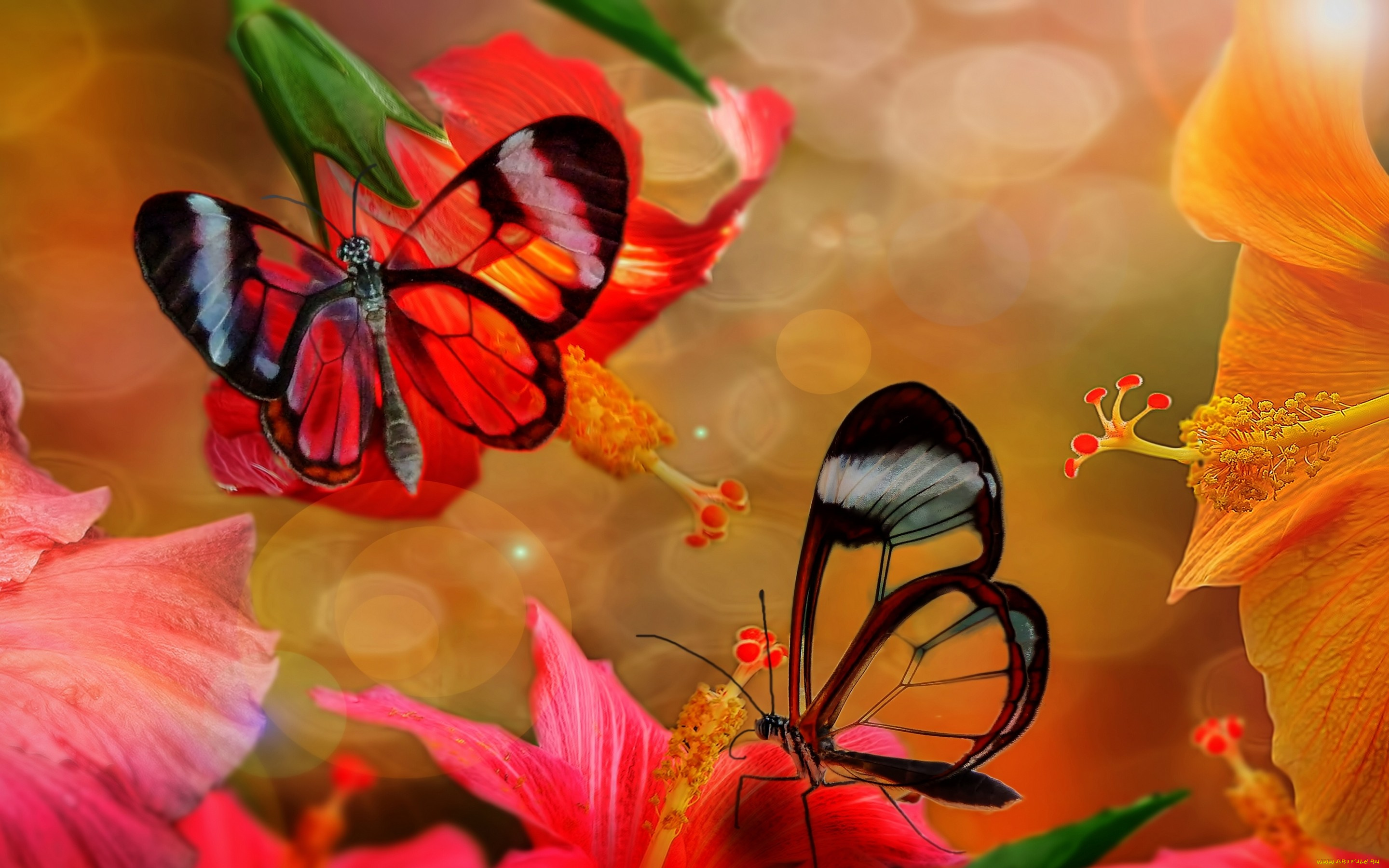 Обои на стол бабочки. Бабочка на цветке. Бабочки в цветах. Яркие бабочки. Картинки на рабочий стол бабочки.