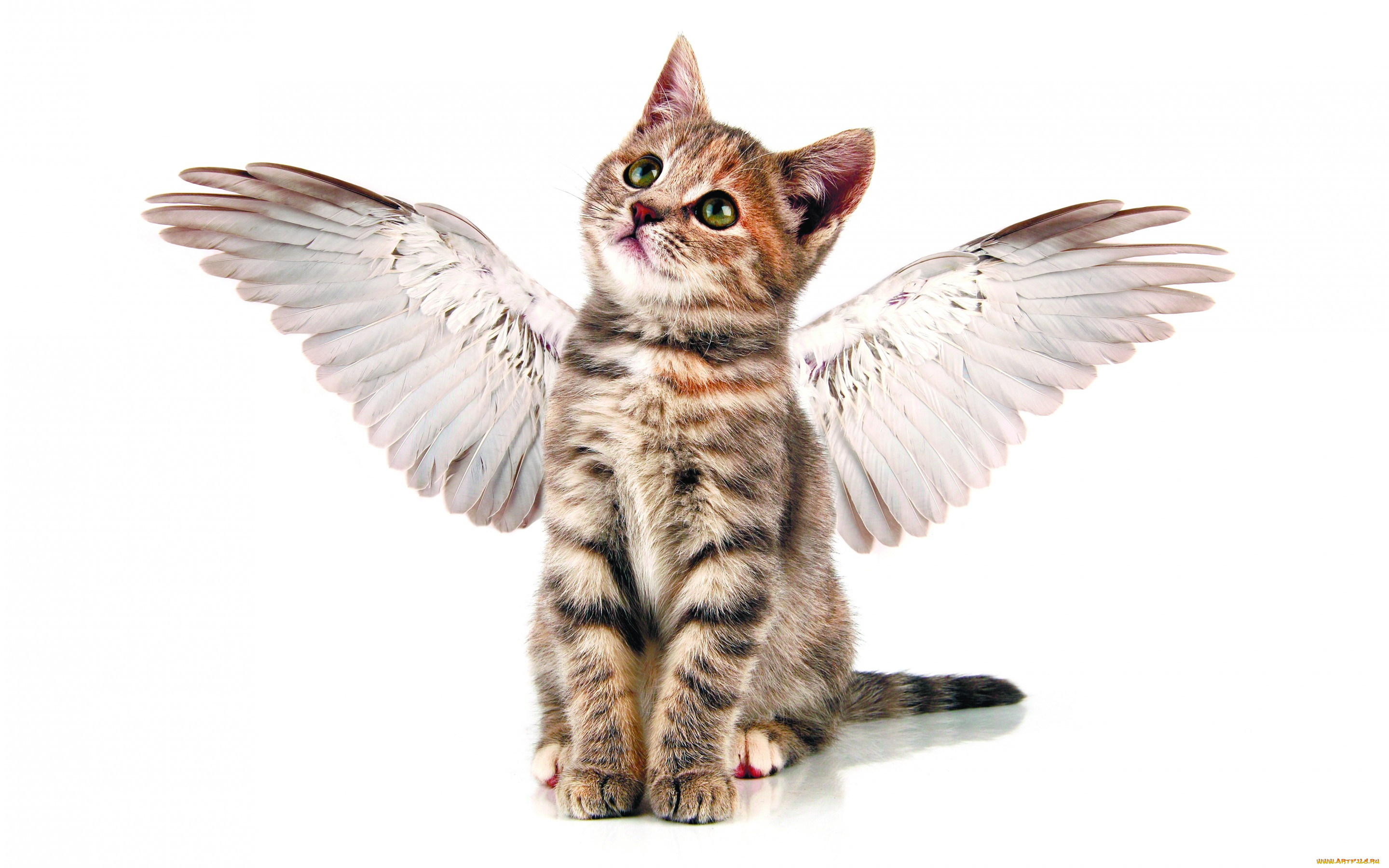животные, коты, ангелочек, полосатый, серый, забавно, ангел, мило, кошки, котенок, крылья