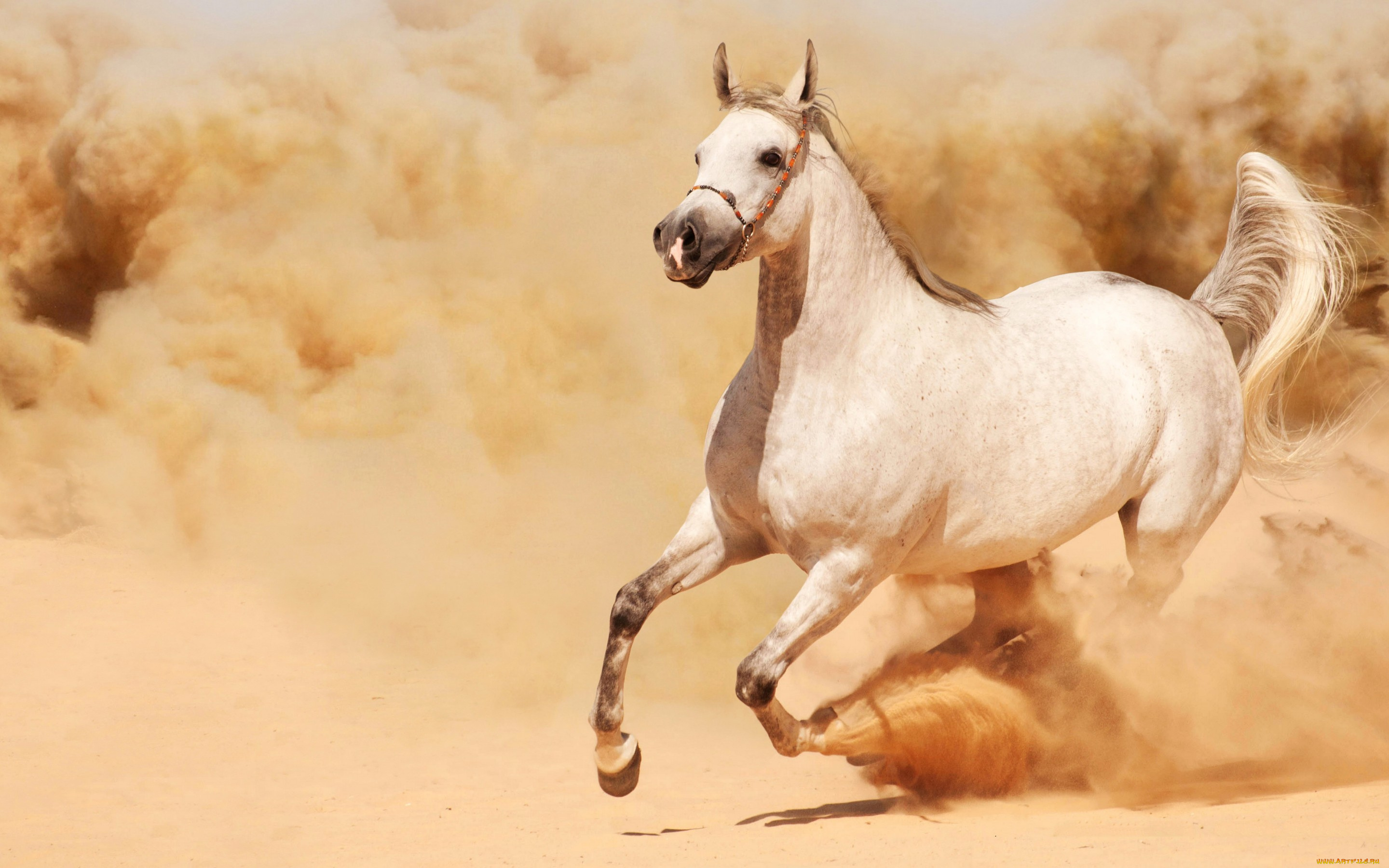 животные, лошади, песок, пыль, бег, солнце, белая, лошадь