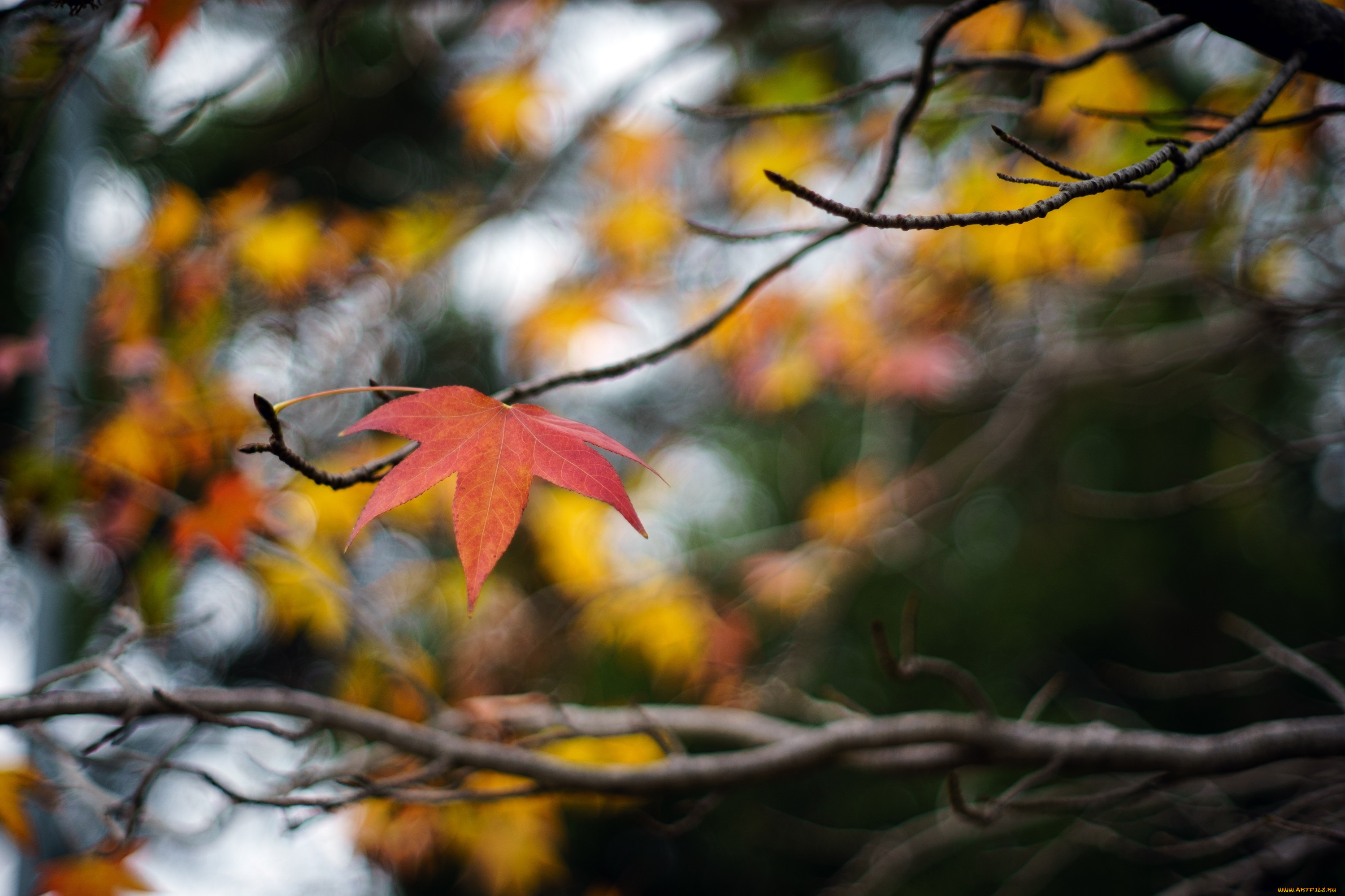 природа, листья, ветка, макро, осень
