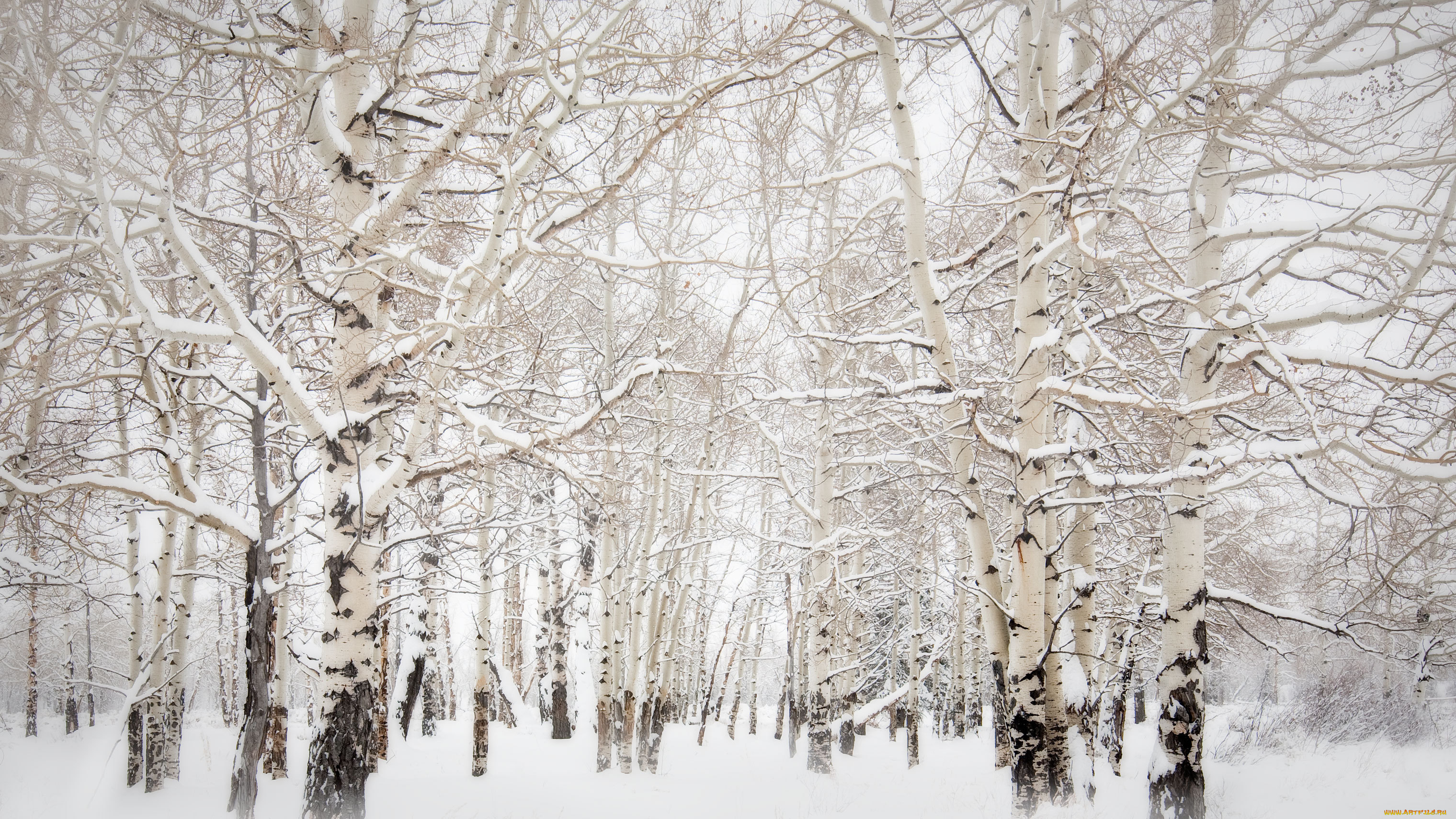 природа, лес, осины, снег