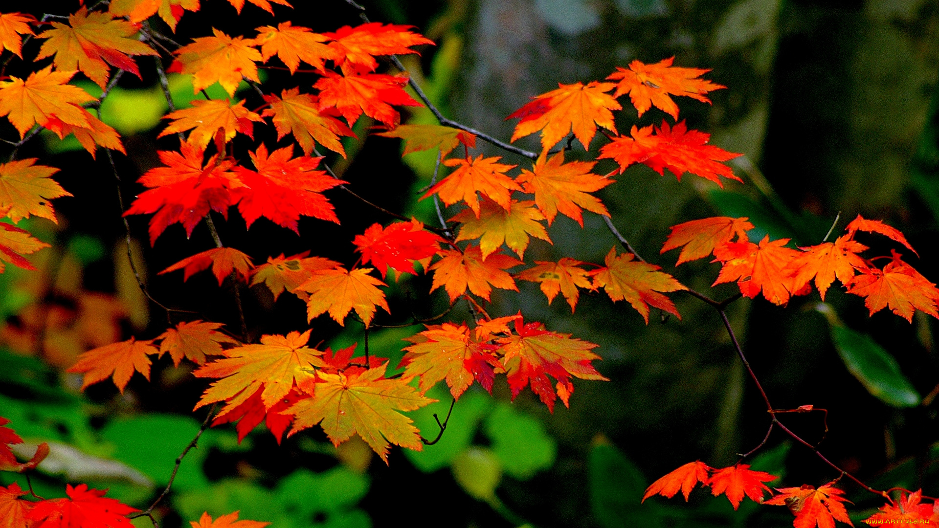 природа, листья, осень, клен