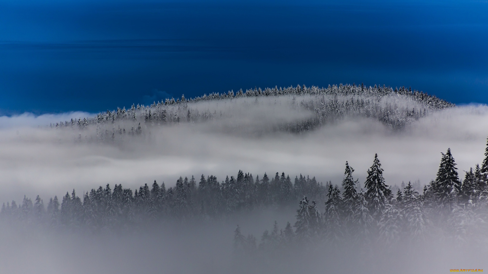 природа, зима, туман, небо, лес