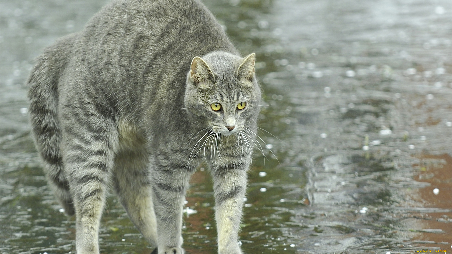 животные, коты, дугой, дождь, улица, лужи, кошка, кот, спина