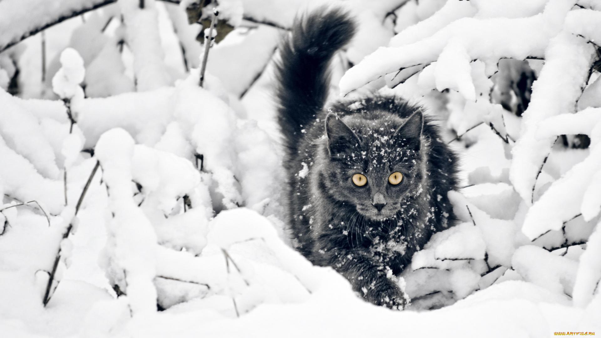 животные, коты, снег, кошка, зима