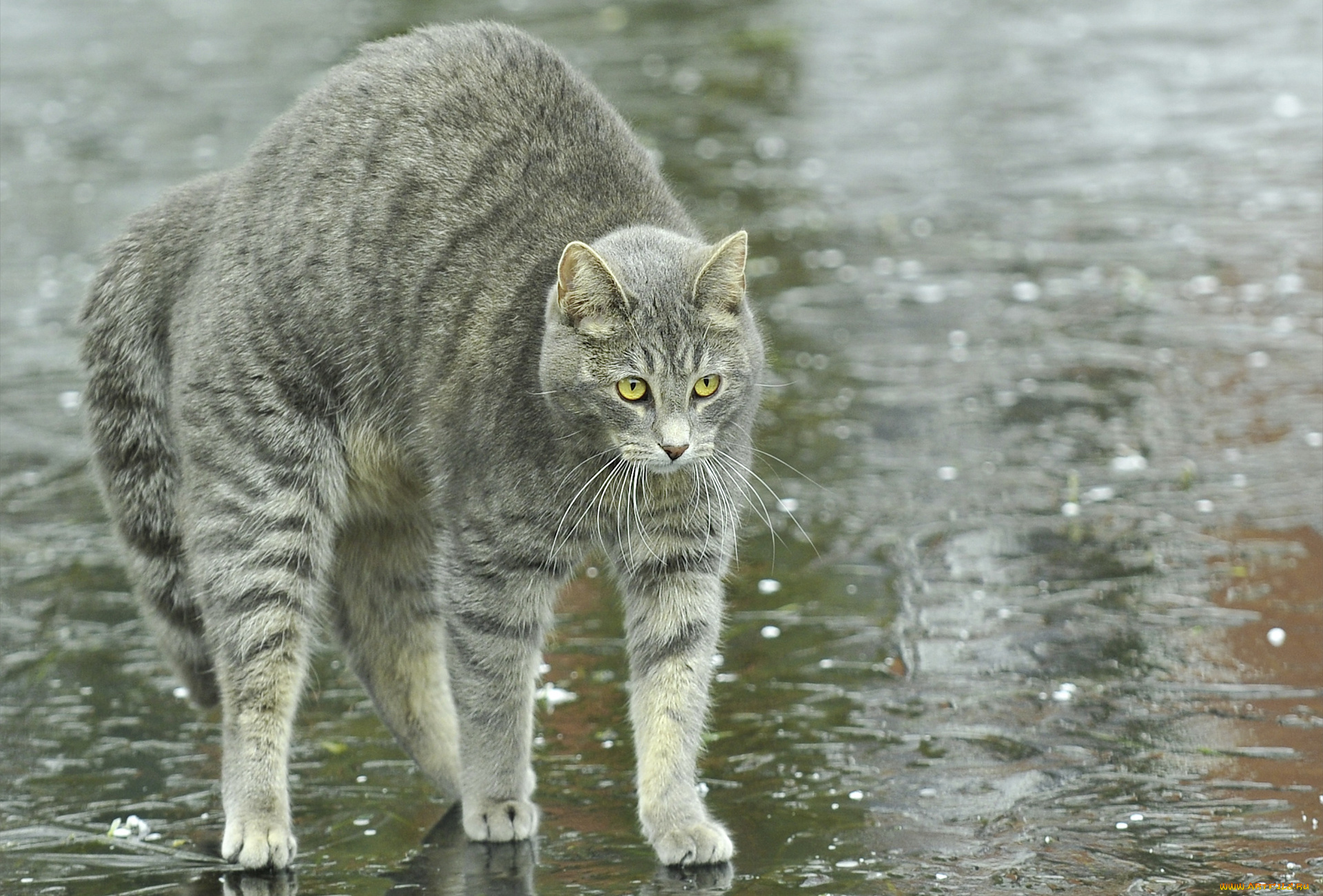 животные, коты, дугой, дождь, улица, лужи, кошка, кот, спина