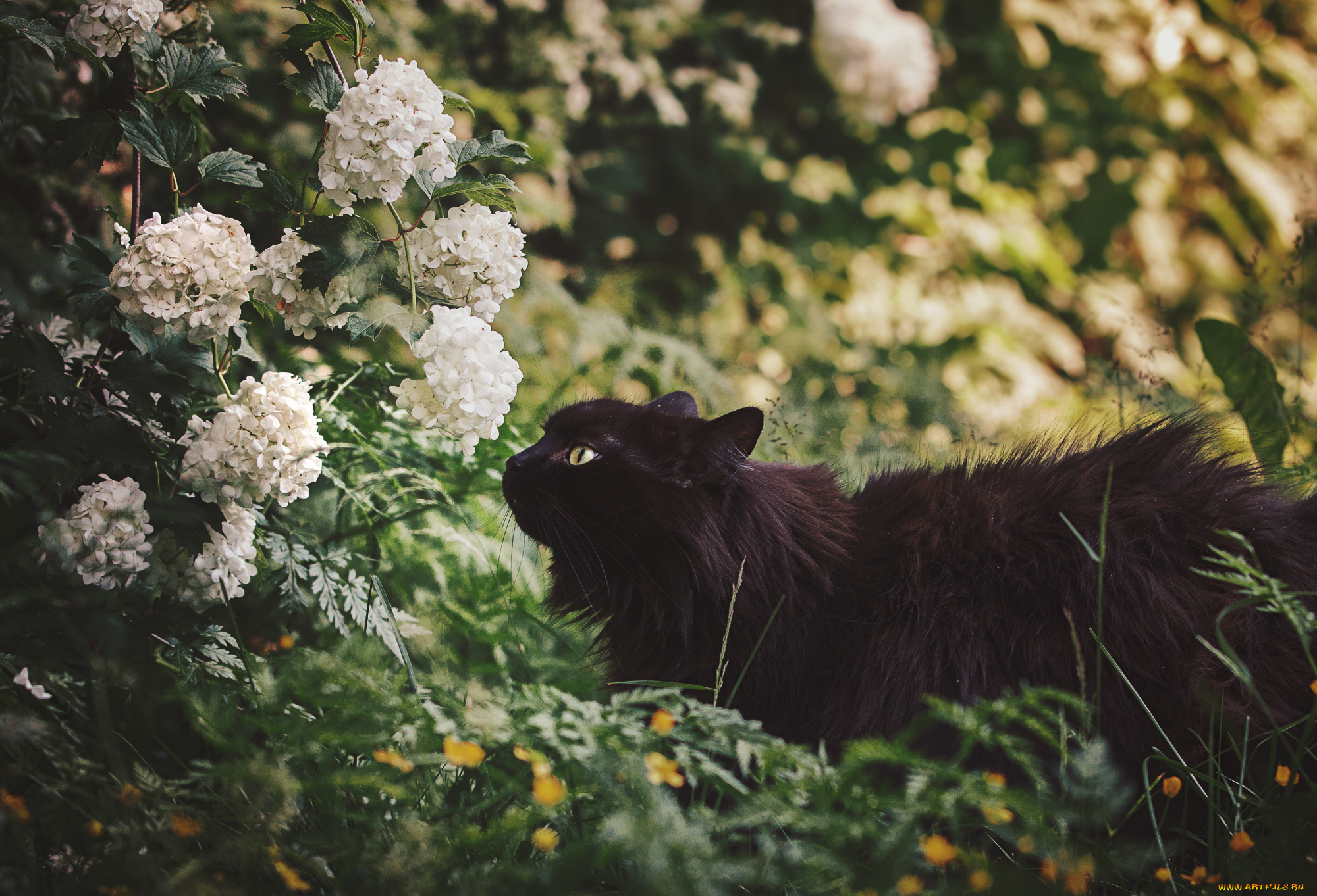 животные, коты, природа, цветы, черная, кошка
