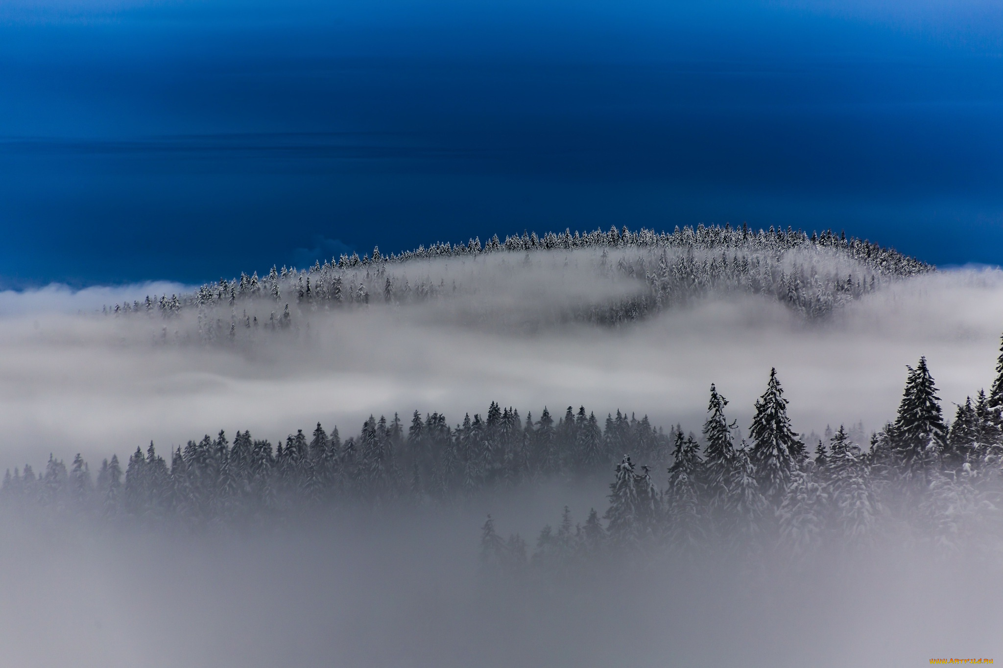 природа, зима, туман, небо, лес