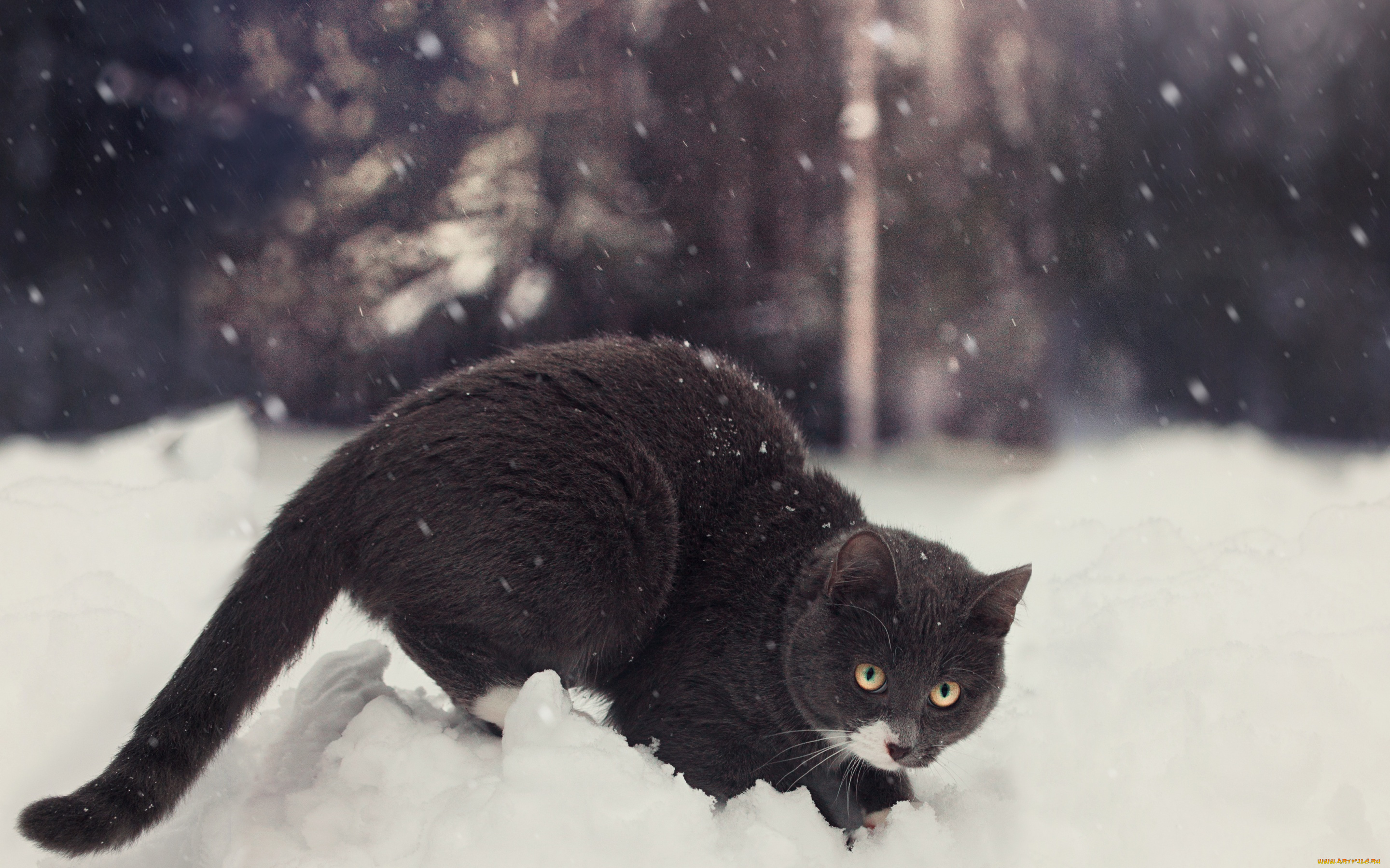 животные, коты, кот, снег, зима