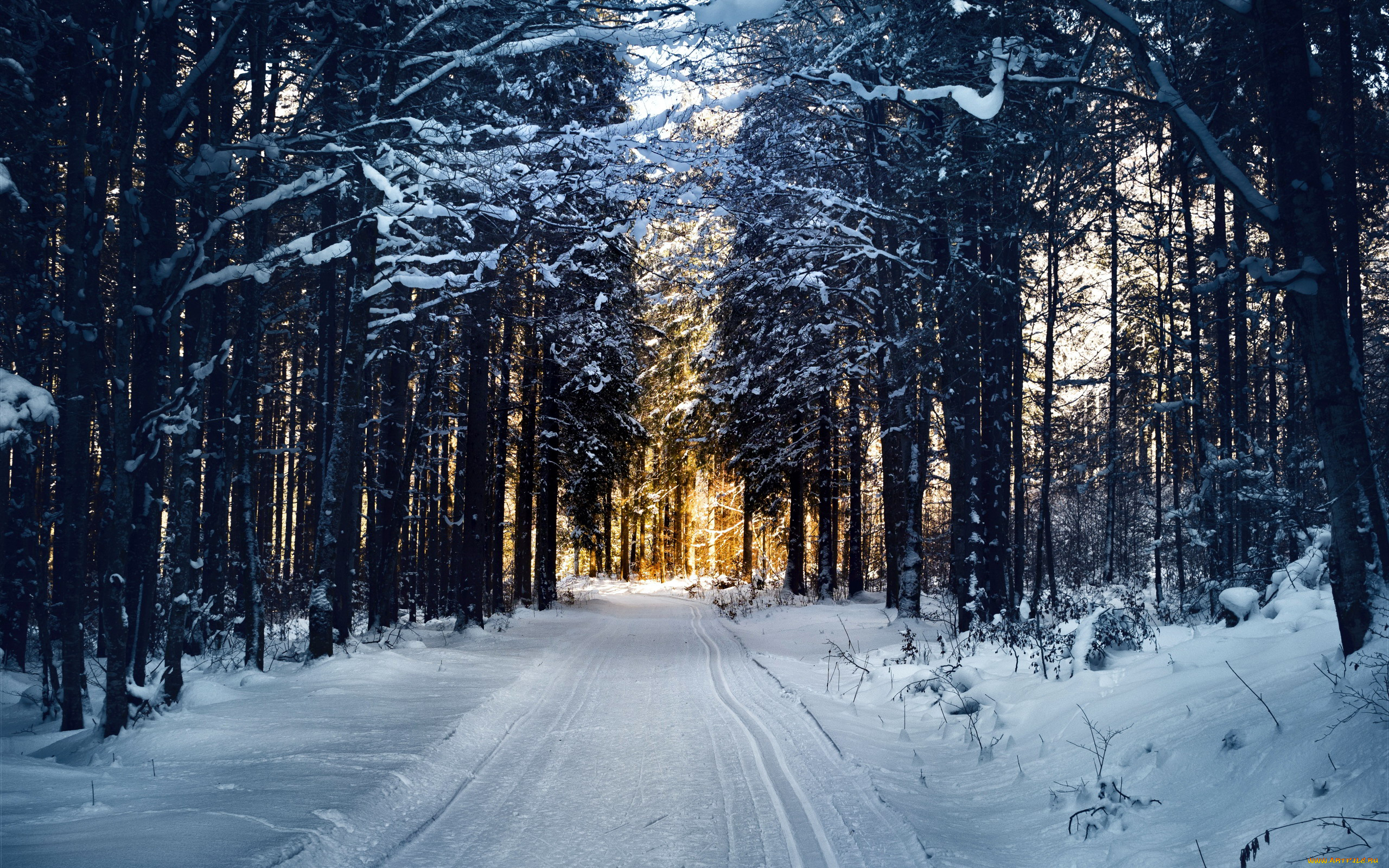 природа, дороги, лесная, дорога, зима, снег