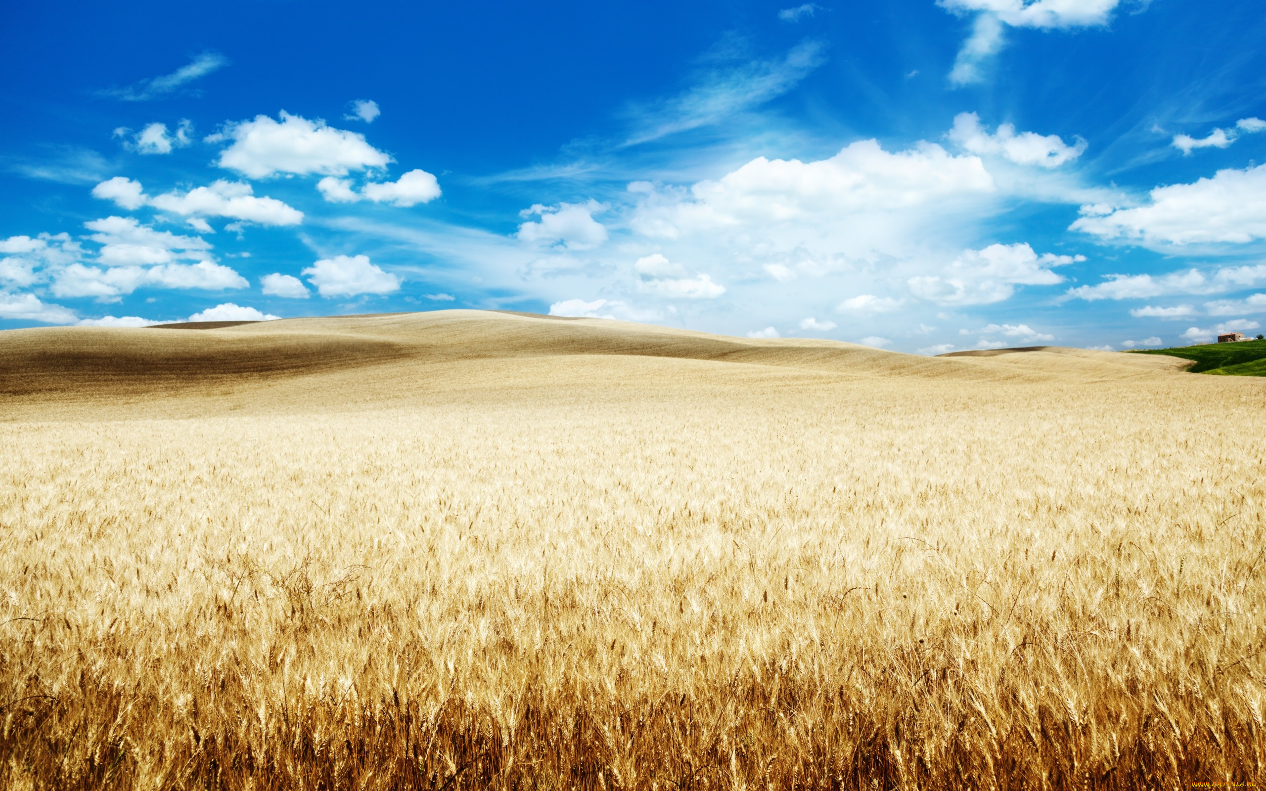 природа, поля, голубое, небо, пшеница, облака, поле