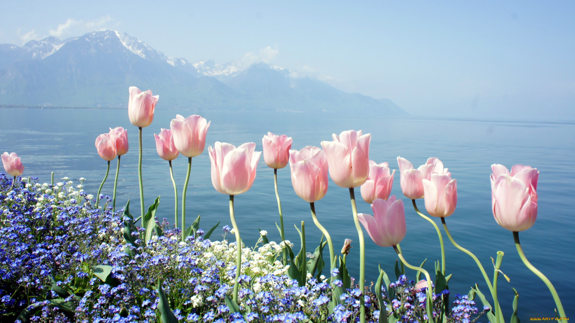 цветы, разные, вместе, незабудки, тюльпаны
