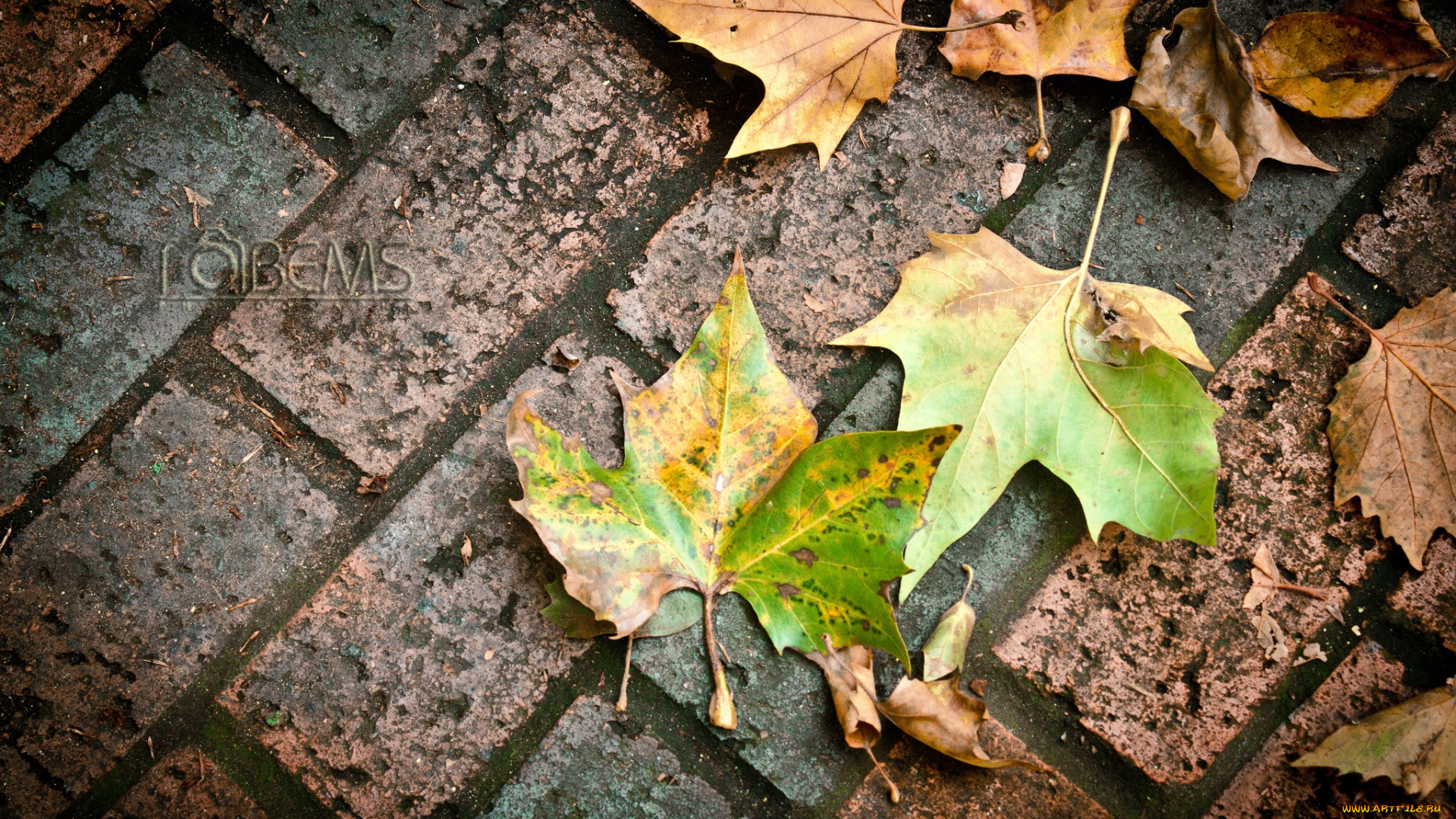 природа, листья, осень, плитка, тротуар, макро