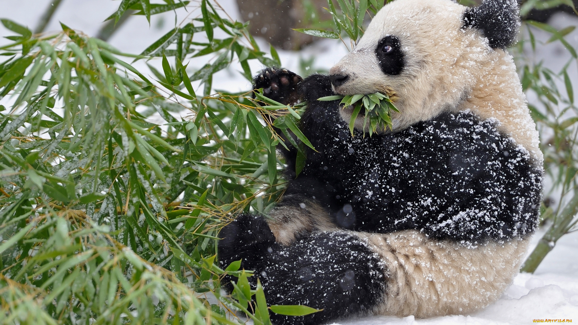 животные, панды, панда, бамбук, ветки, листья, зима, снег
