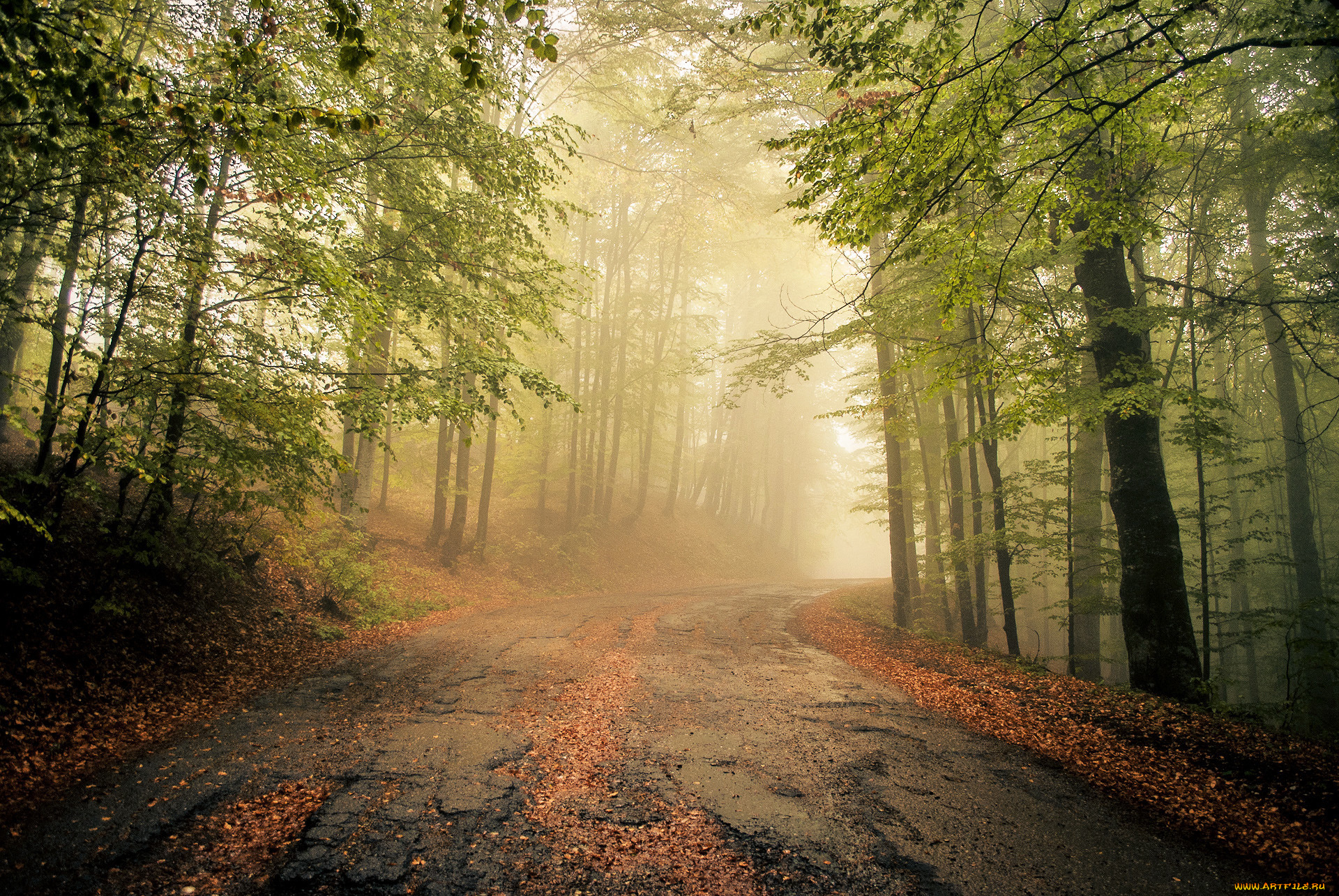 природа, дороги, туман, лес, дорога