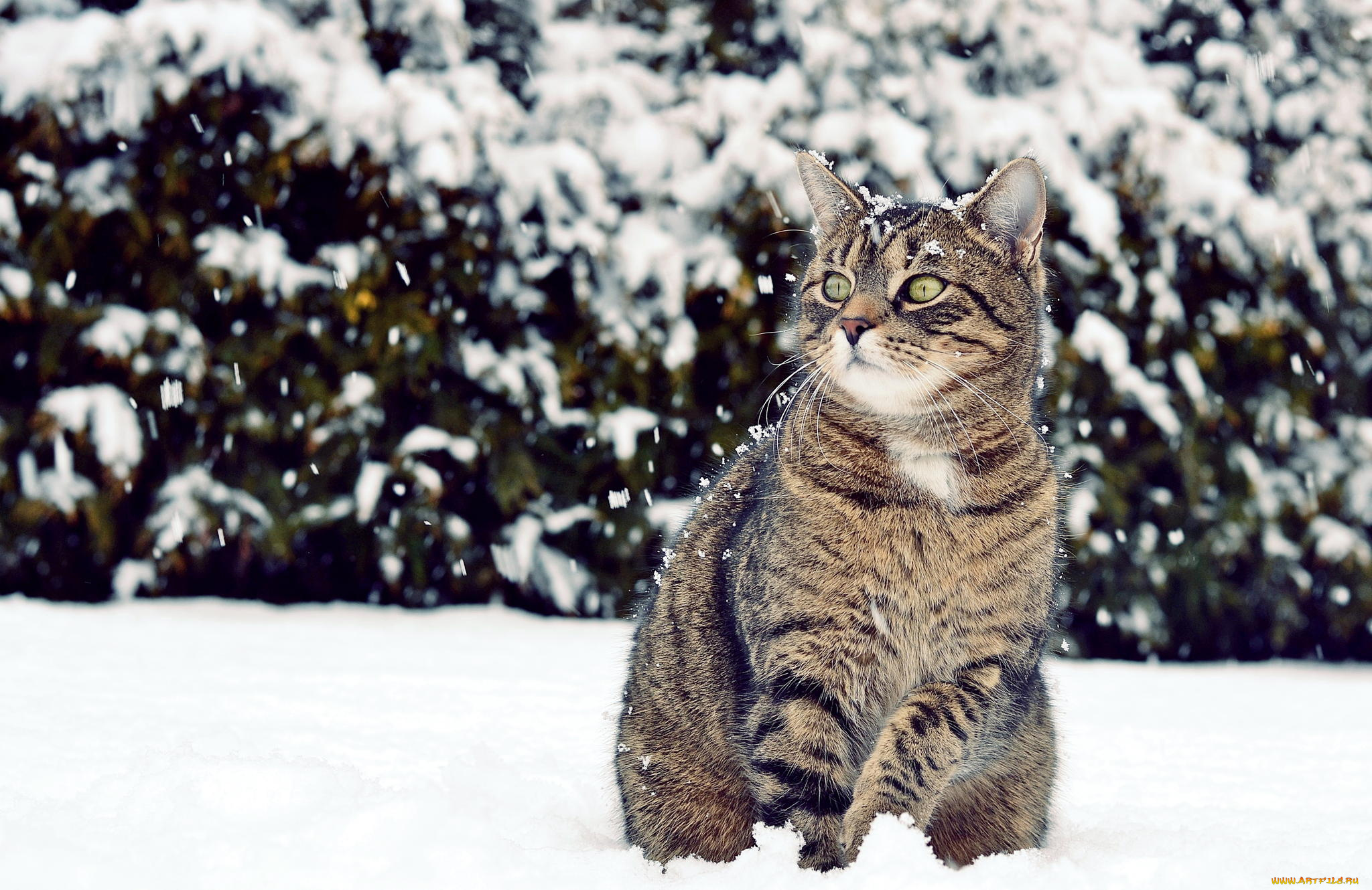 животные, коты, снег, кот