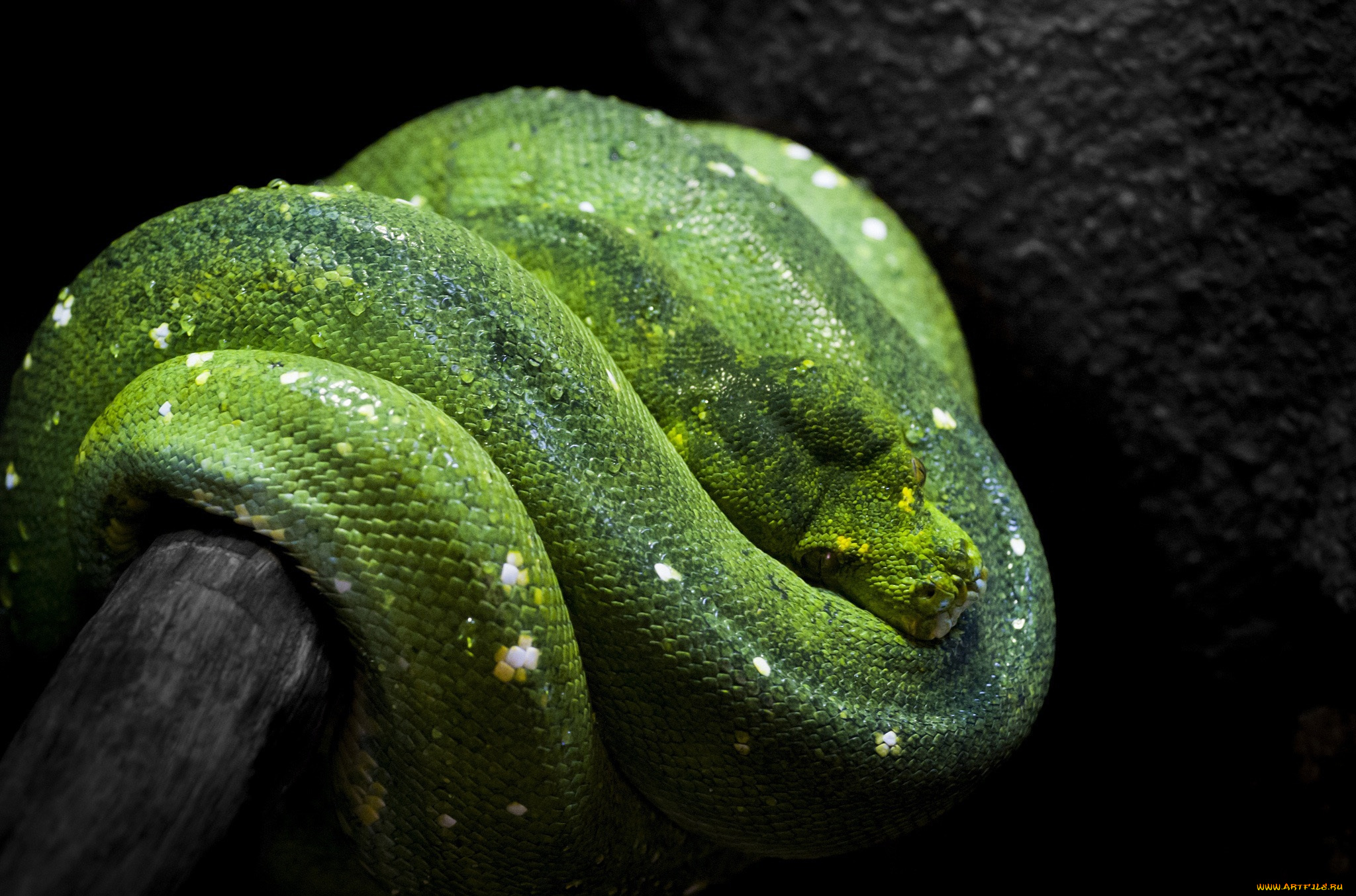 Зеленый змей бесплатно