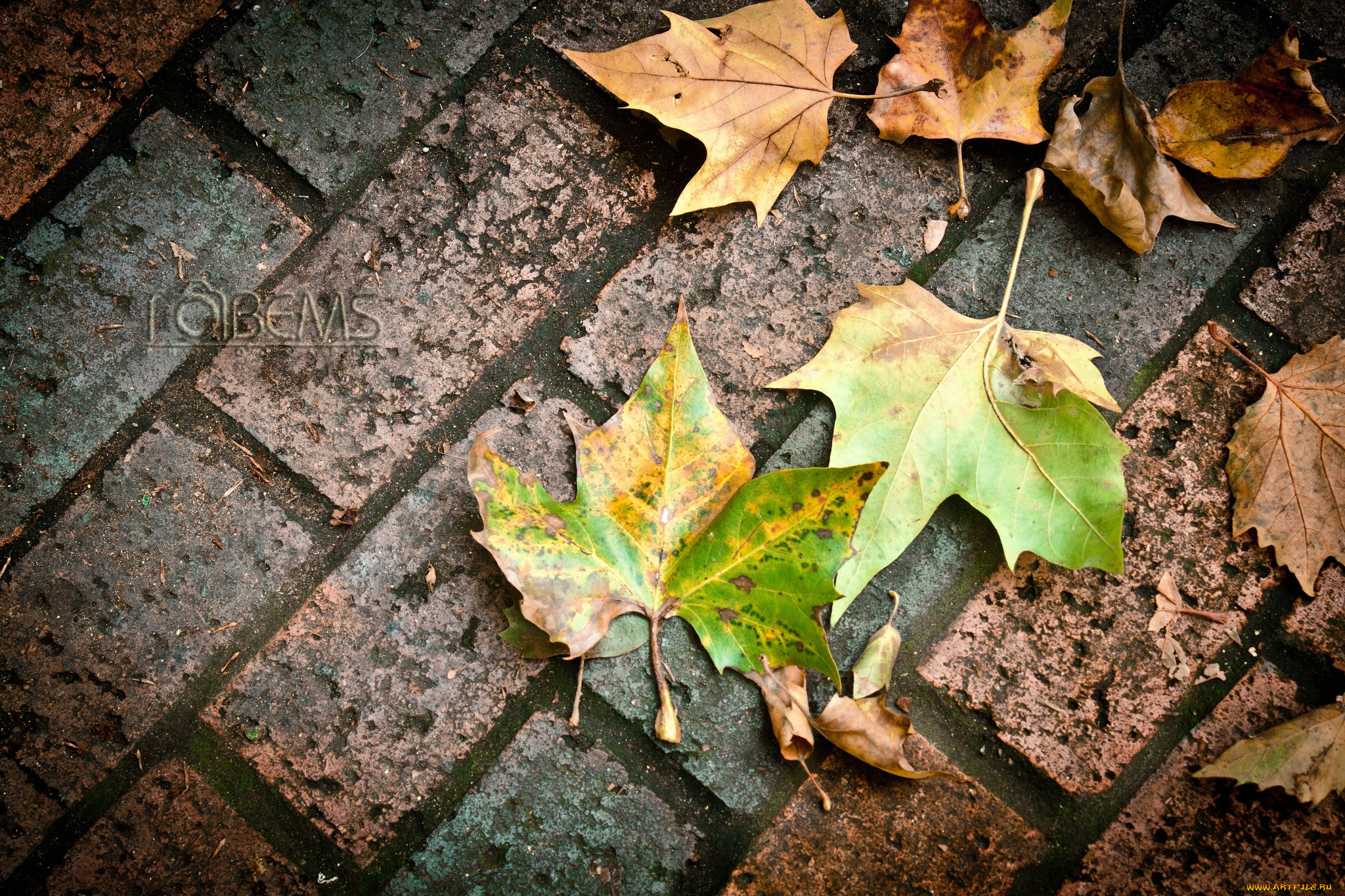 природа, листья, осень, плитка, тротуар, макро