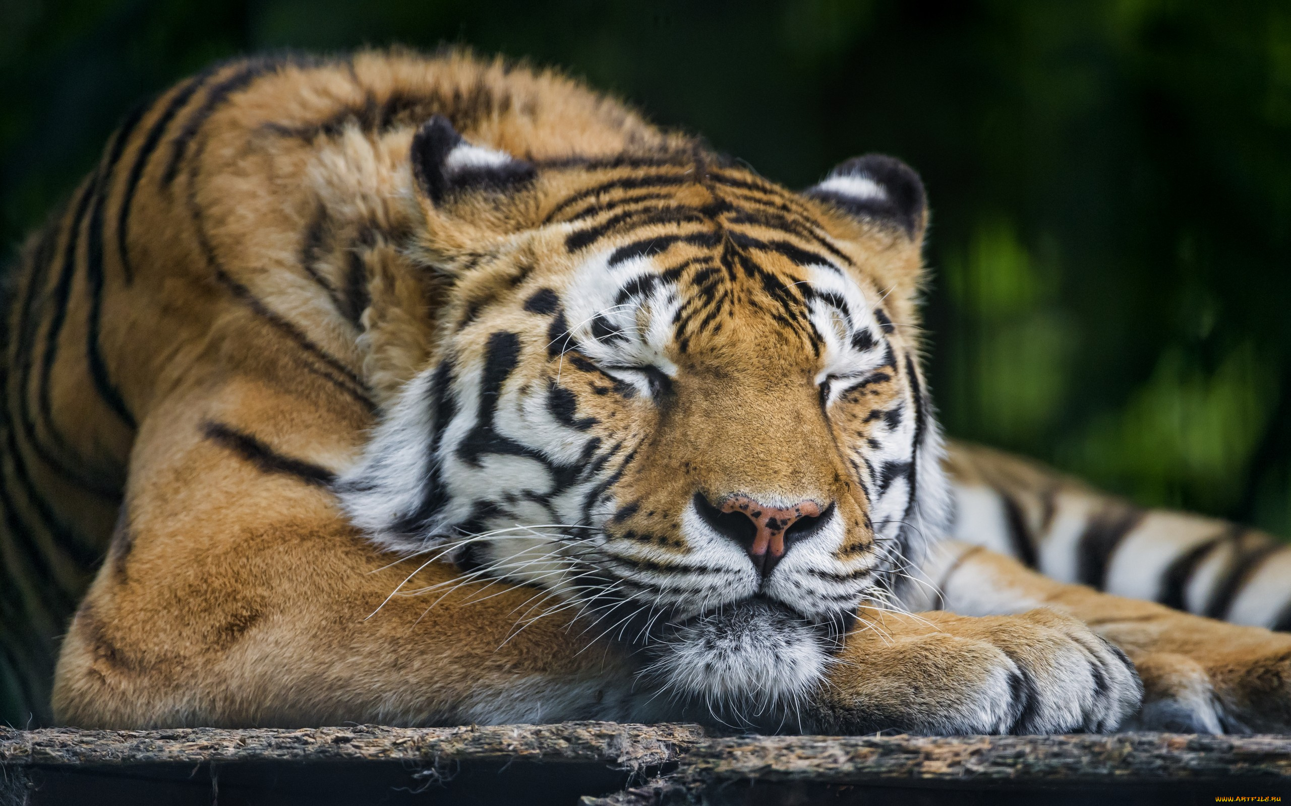 животные, тигры, сон