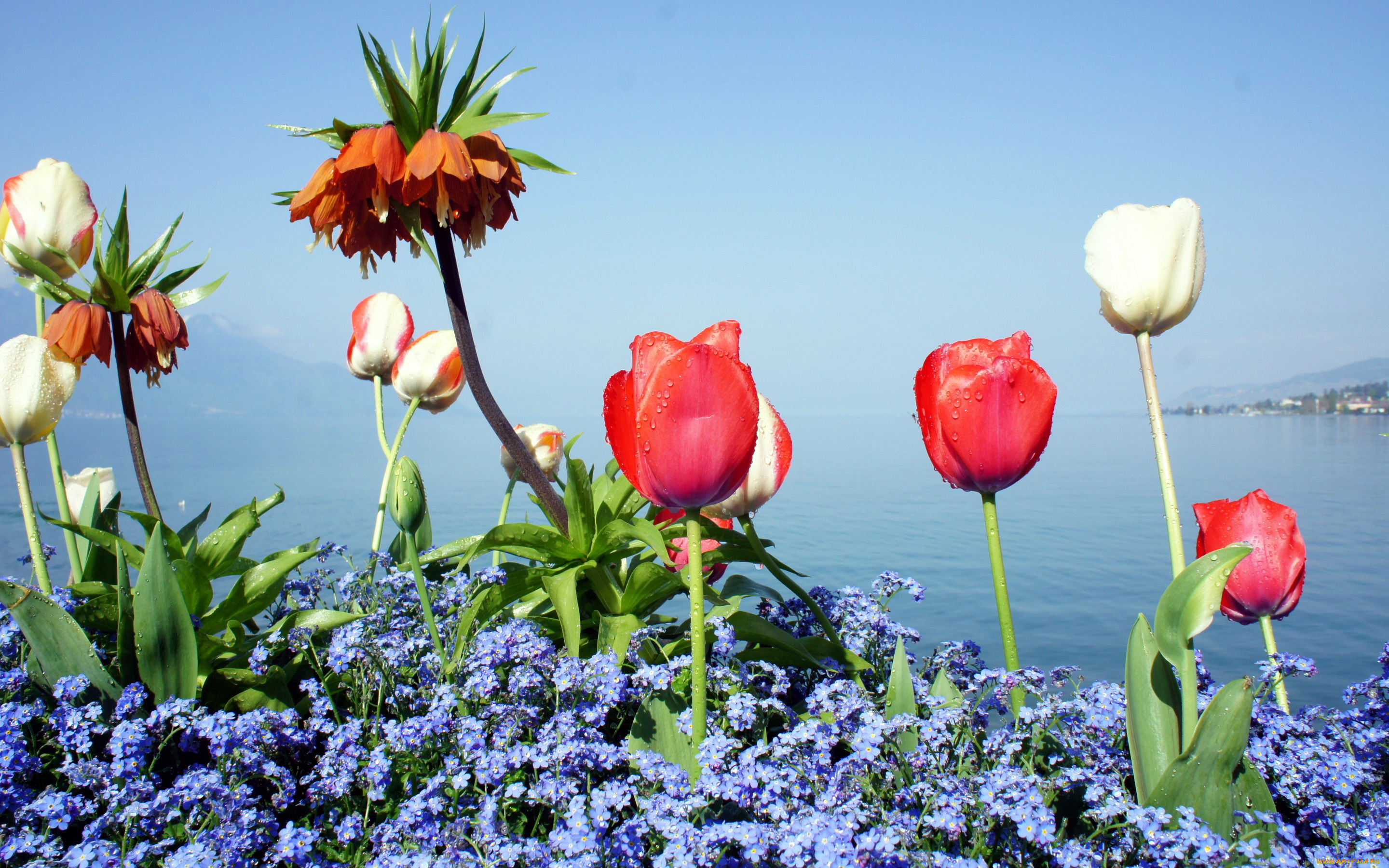 цветы, разные, вместе, незабудки, рябчик, тюльпаны