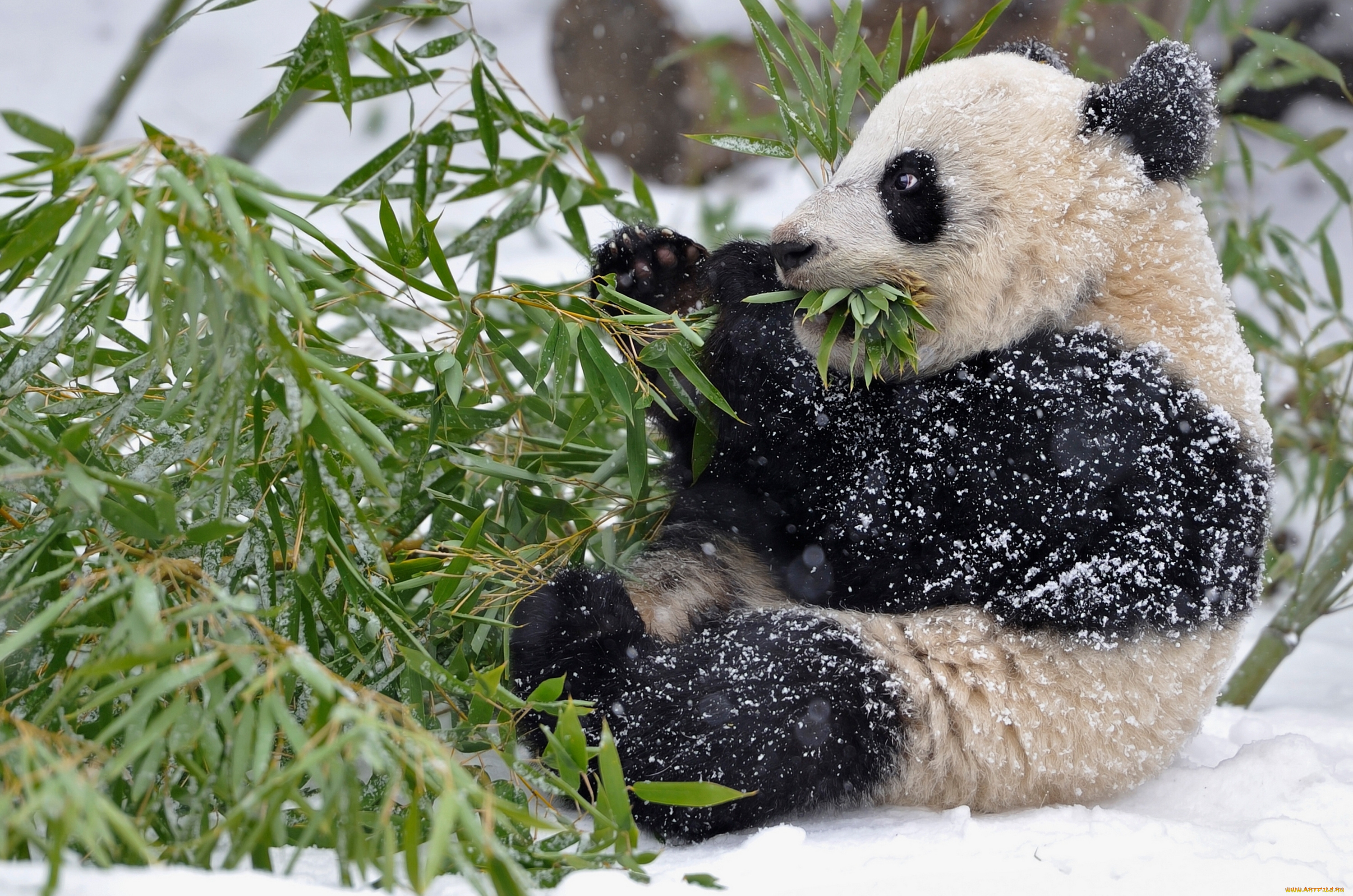 животные, панды, панда, бамбук, ветки, листья, зима, снег
