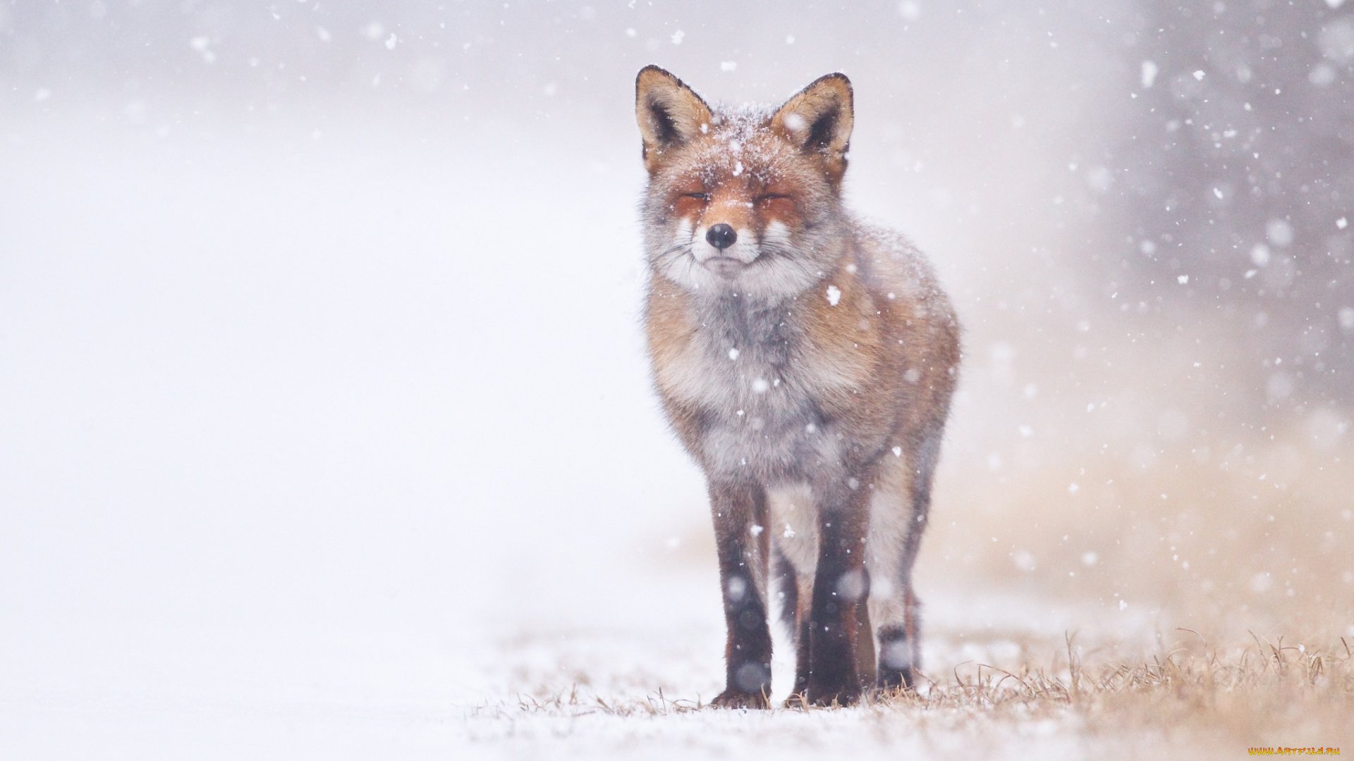 животные, лисы, снег, жмурится, лиса