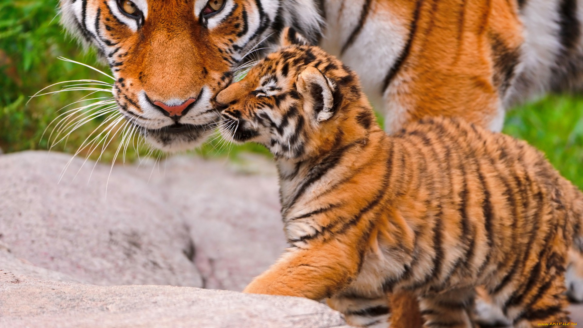 животные, тигры, взгляд, тигрица, большая, кошка, тигренок, tiger