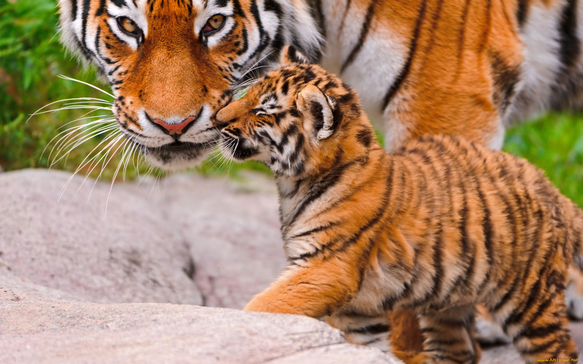 животные, тигры, взгляд, тигрица, большая, кошка, тигренок, tiger