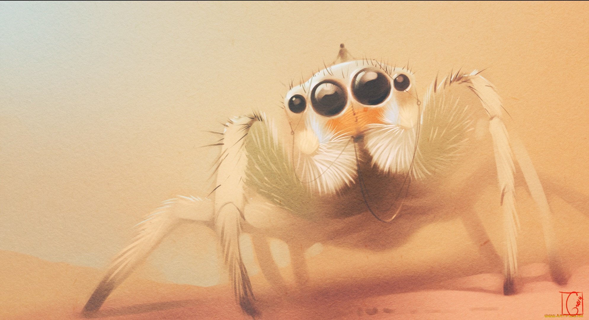 gaudibuendia, рисованное, животные, , насекомые, рисунок, паук, наездник, лапки, глаза