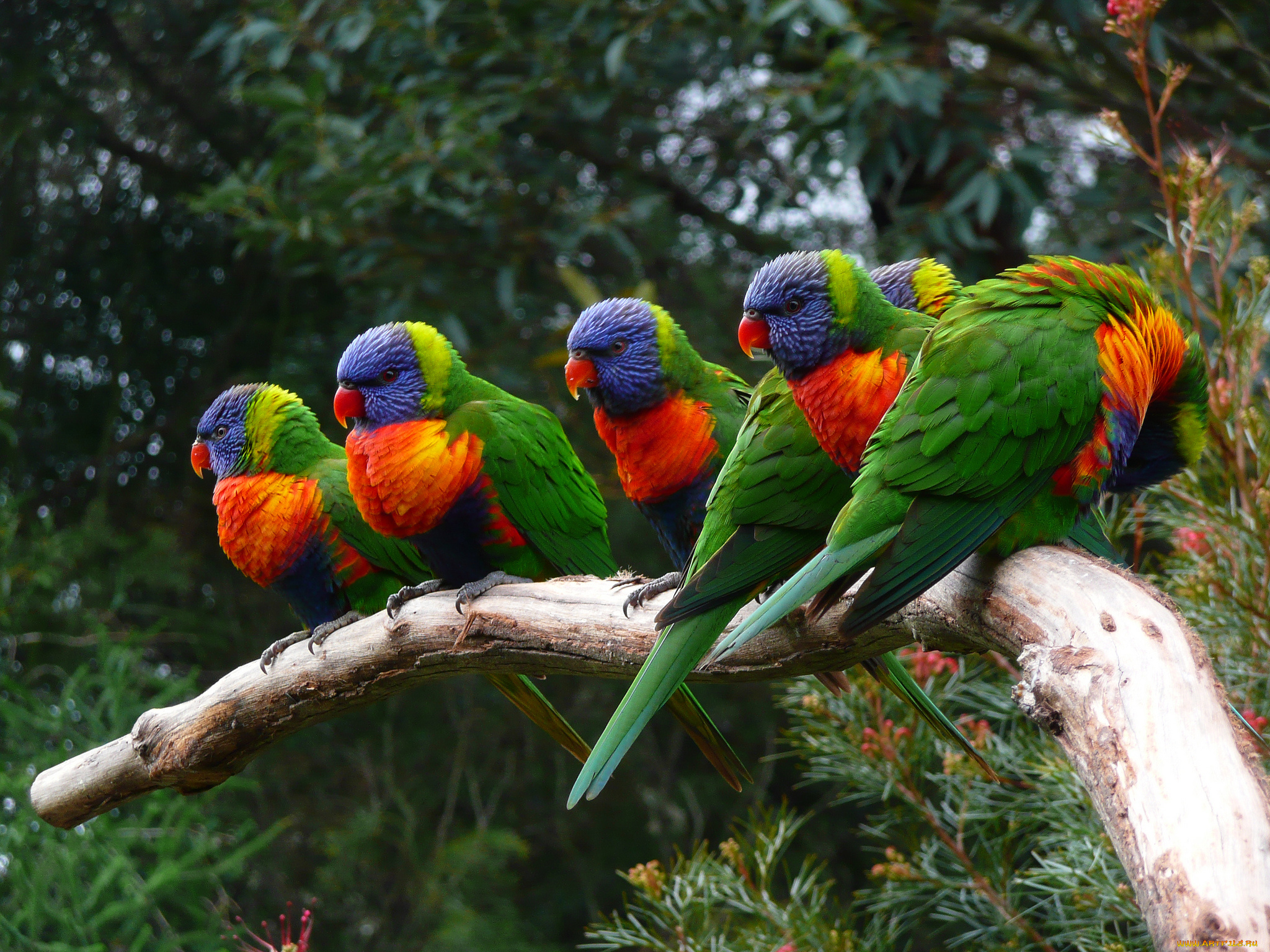 Экзотические группы. Лорикет попугай. Какаду лорикет. Многоцветный лорикет (Trichoglossus haematodus). Многоцветный лорикет попугай.