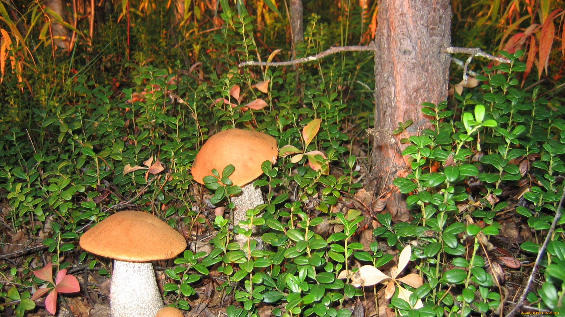 подосиновики, природа, грибы, лес
