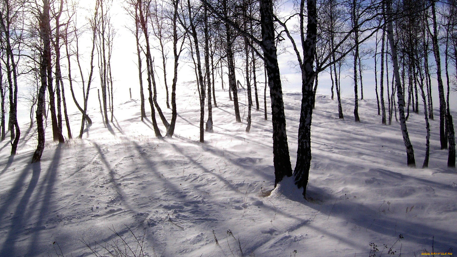 природа, зима, лес, березы, снег