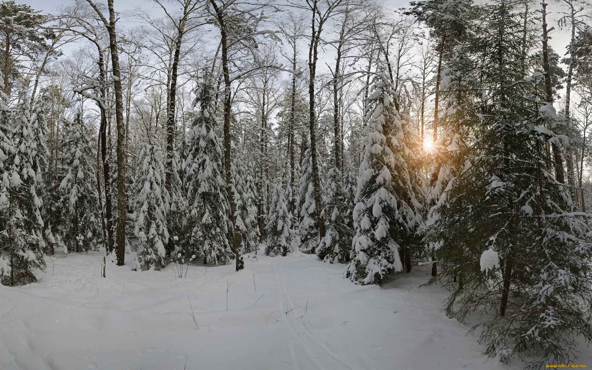 природа, лес, снег, московская, область, зима