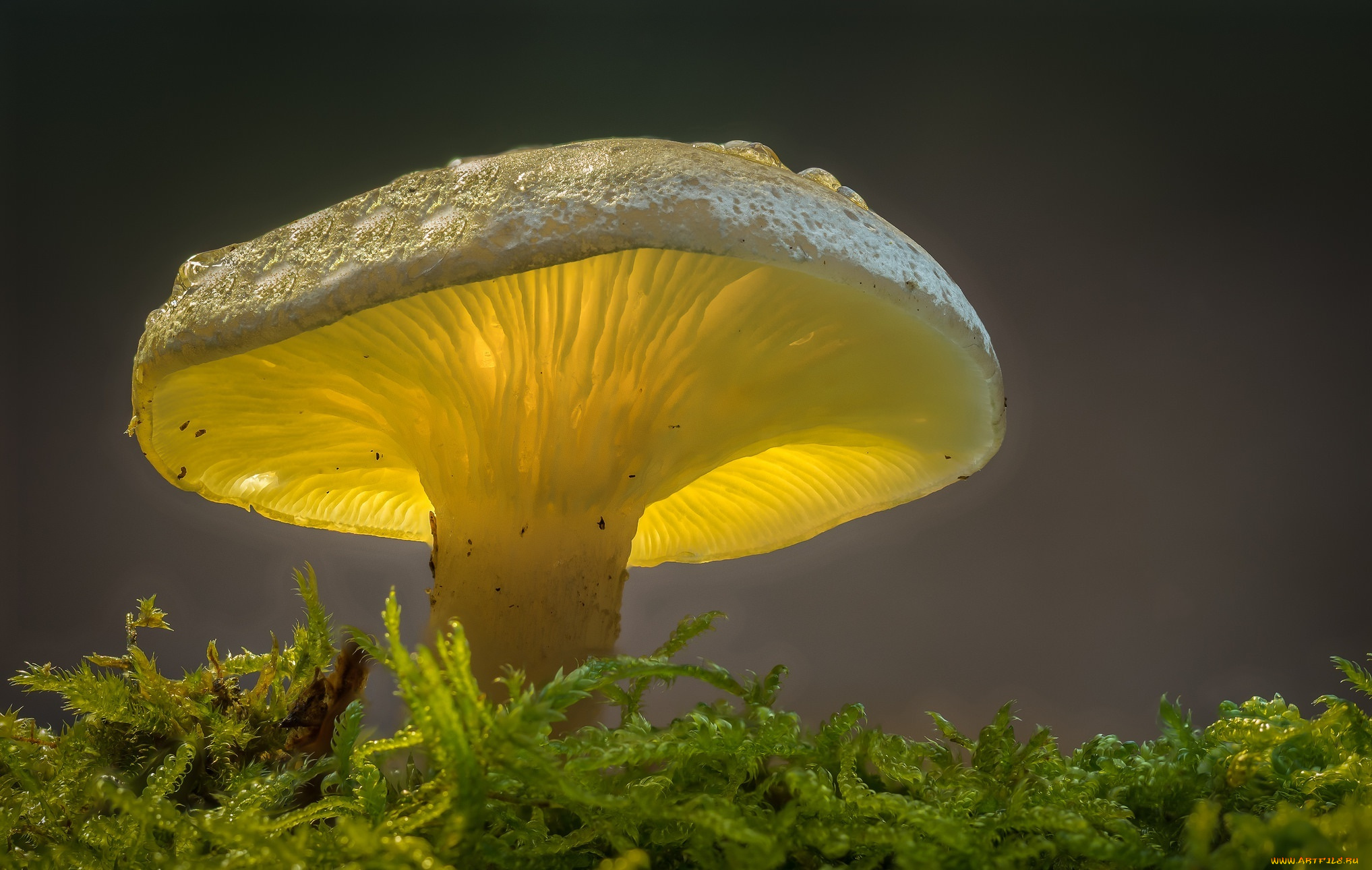 природа, грибы, макро, свет, гриб