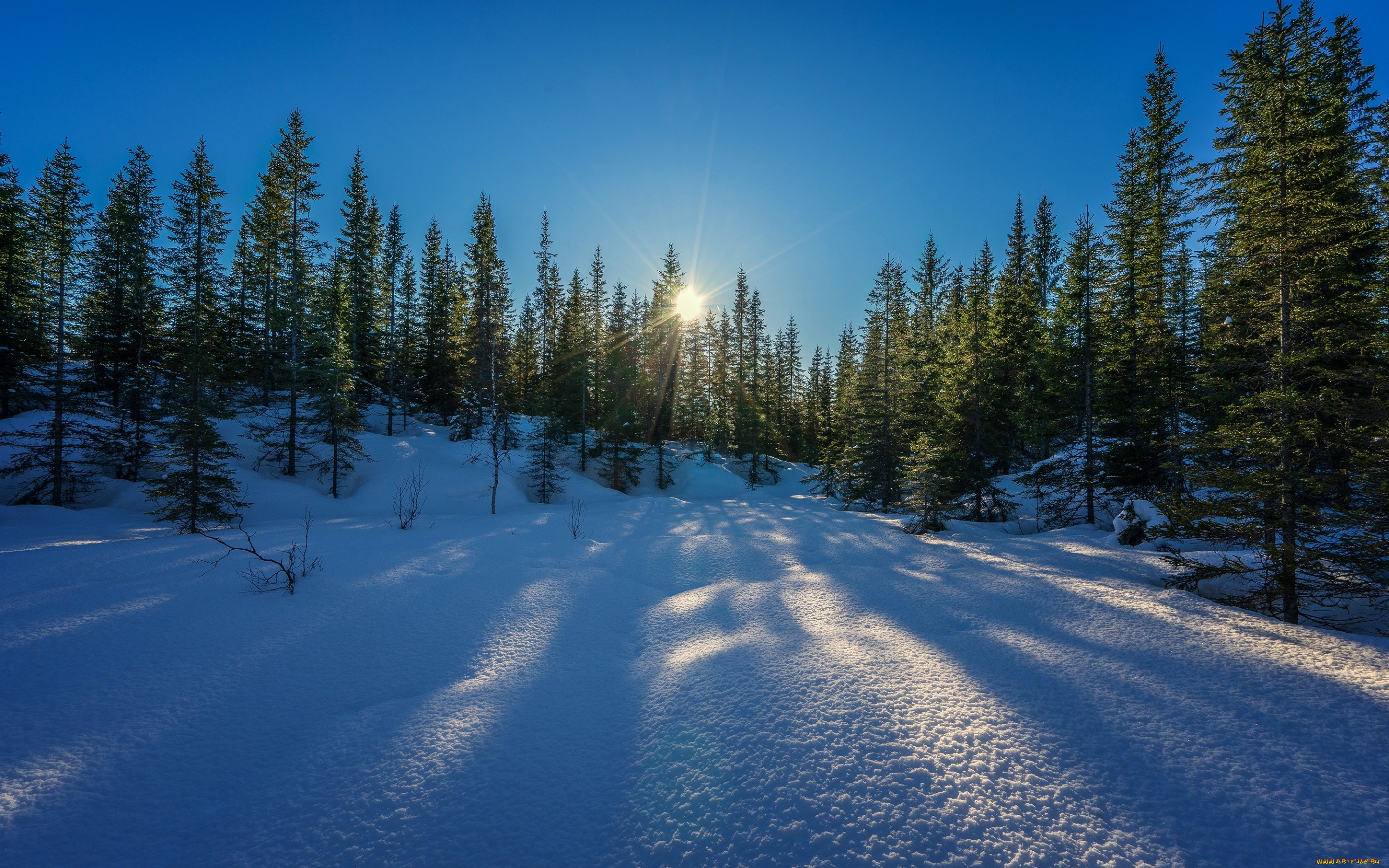 природа, зима, лучи, небо, снег, солнце, лес, деревья