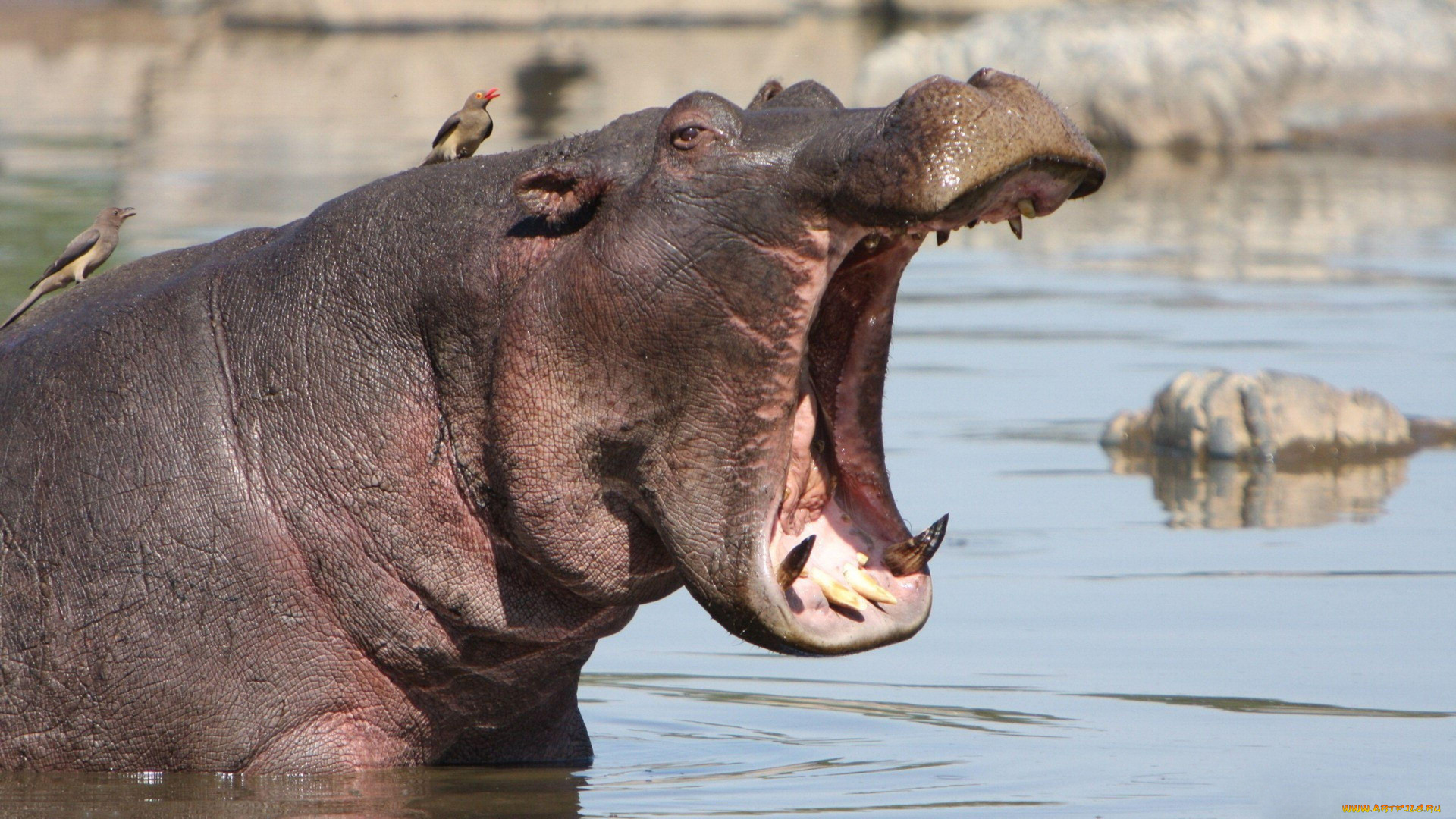 бегемот, животные, бегемоты, hippopotamus, млекопитающие, китопарнокопытные, бегемотовые, клыки, пасть, вода